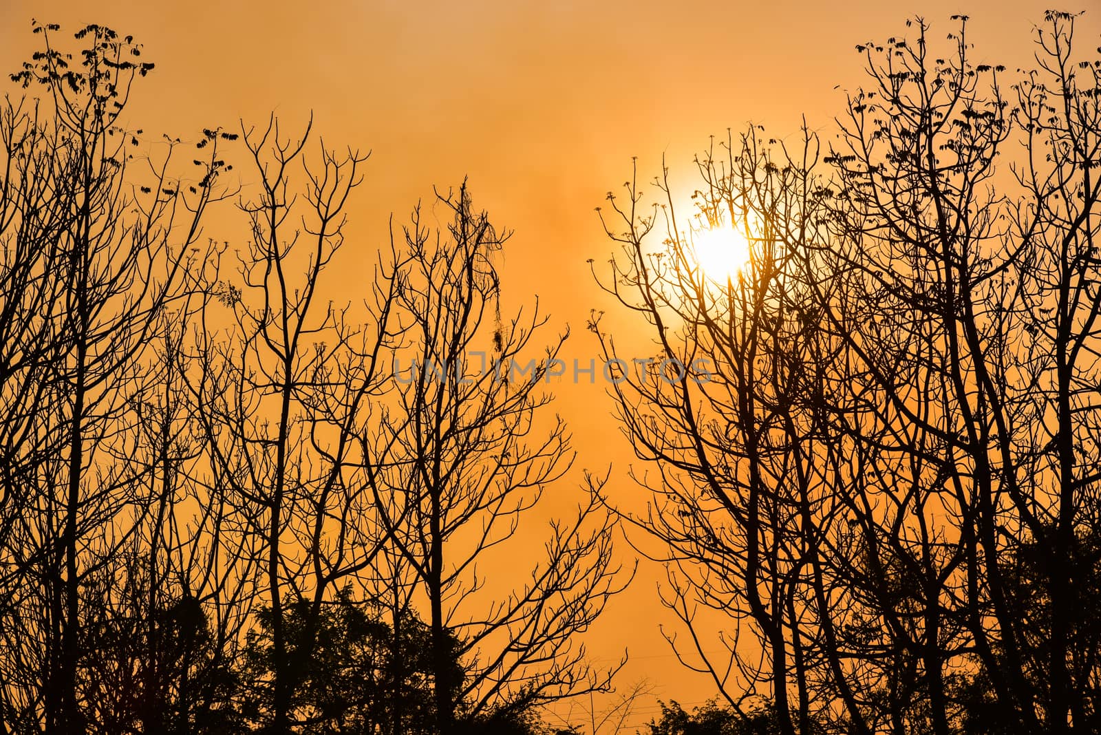 Dead tree in the sunset with a bright orange background
