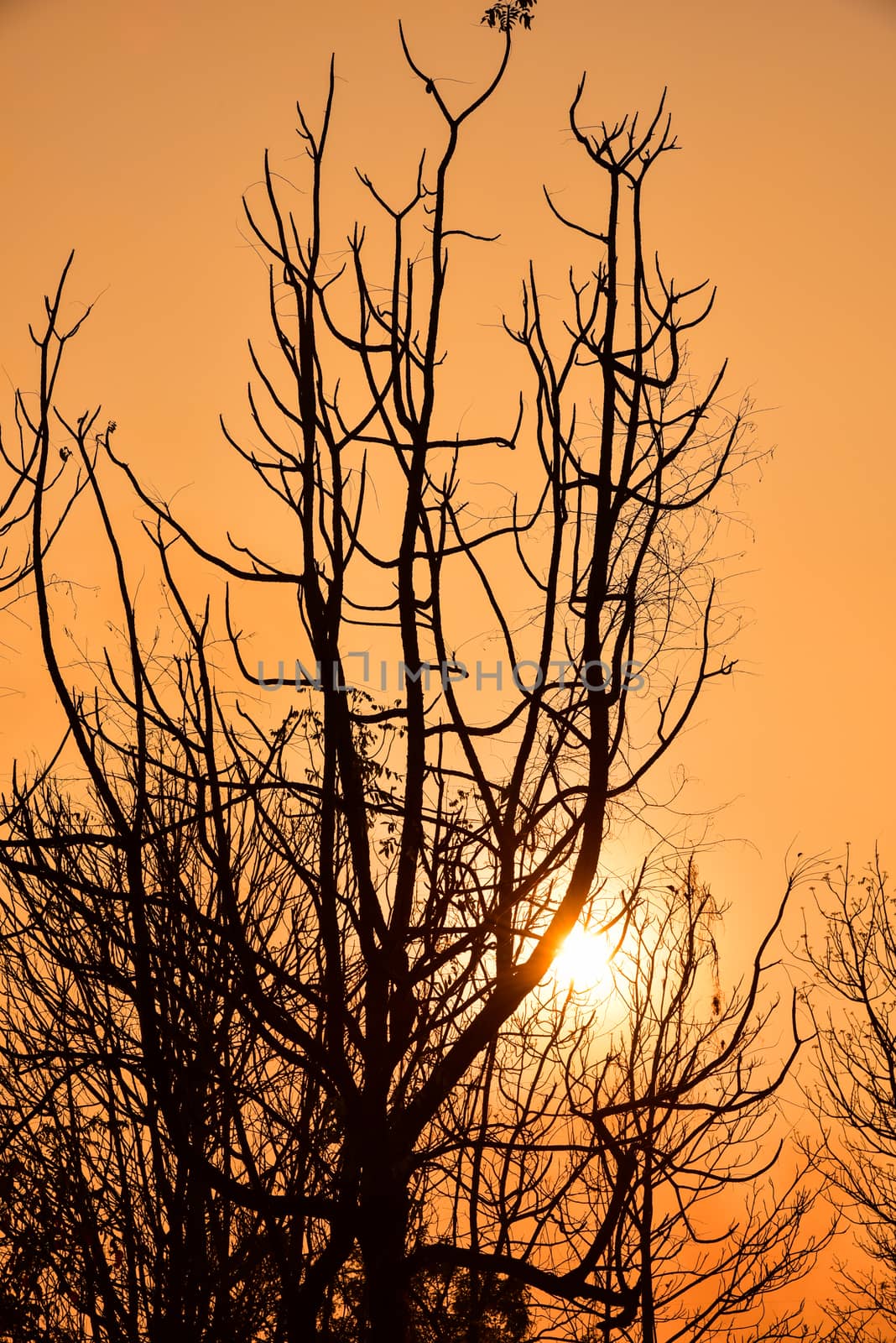 Dead tree in the sunset with a bright orange background