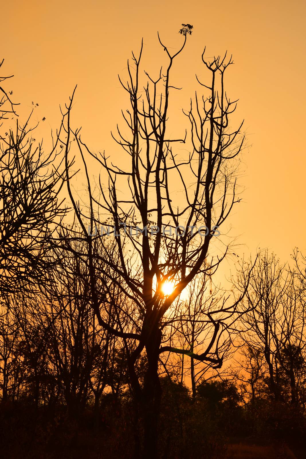 Dead tree in the sunset with a bright orange background