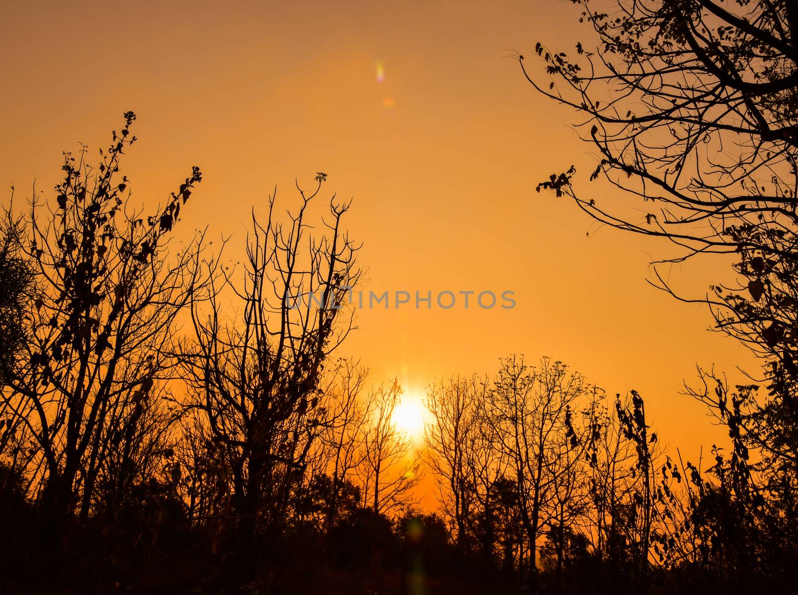 Dead tree in the sunset with a bright orange background
