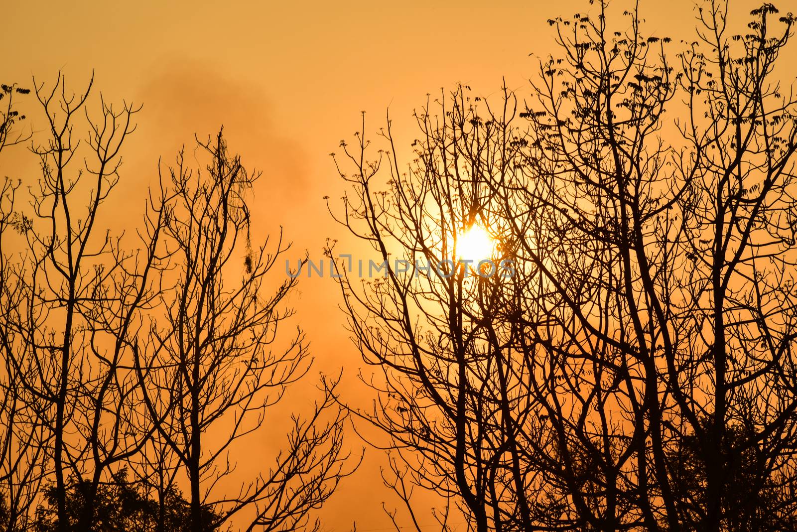 Dead tree in the sunset with a bright orange background