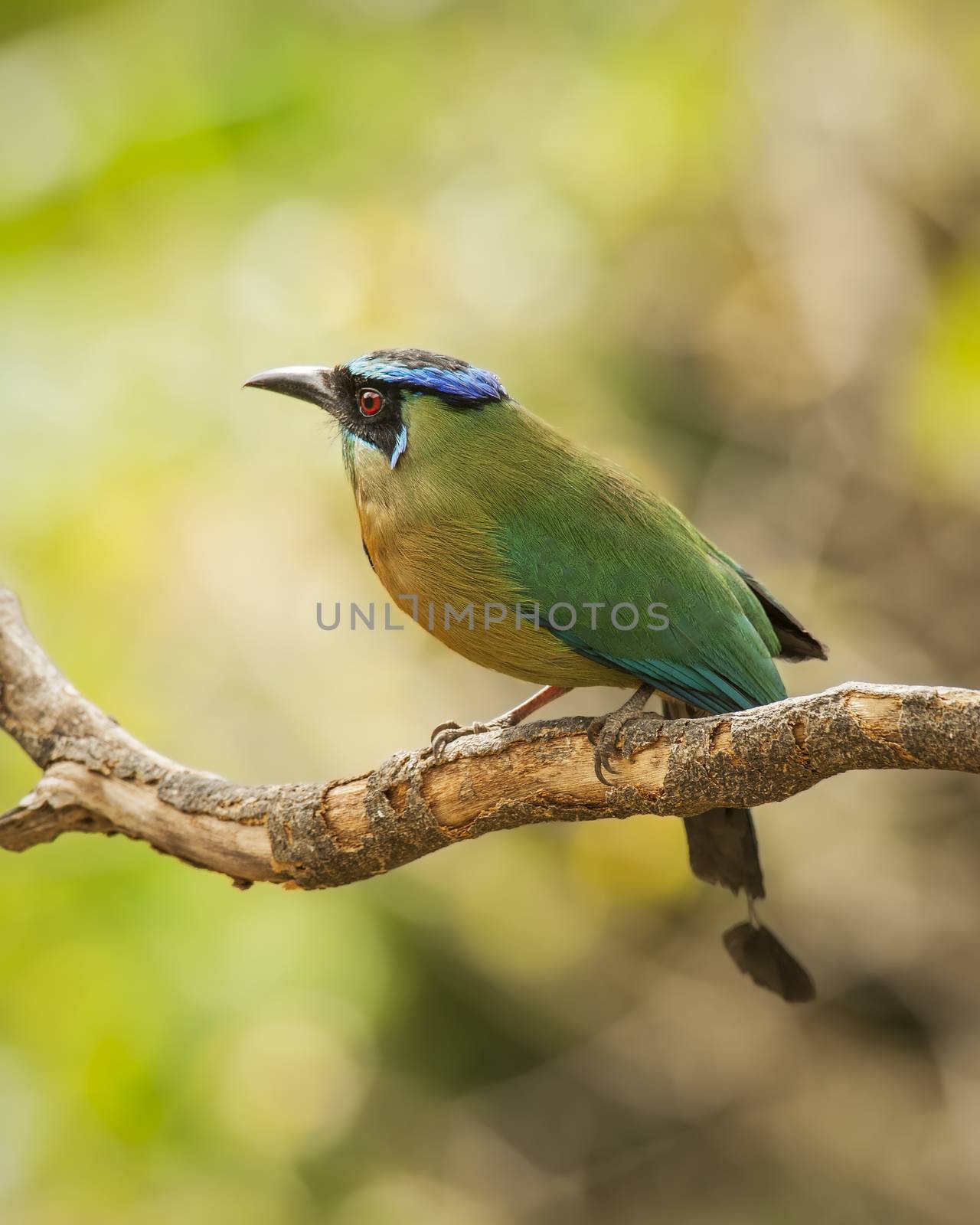 Motmot Blue-crowned by billberryphotography