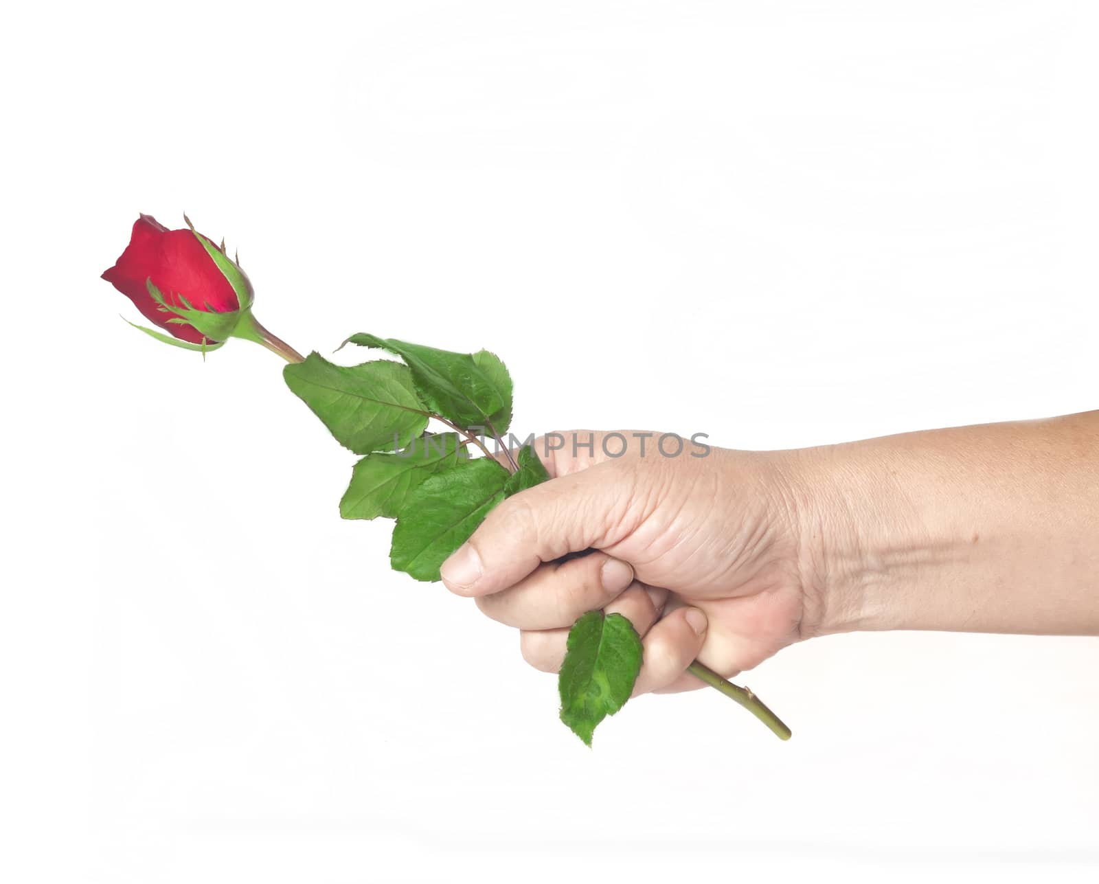 Hand holding red rose isolate on white