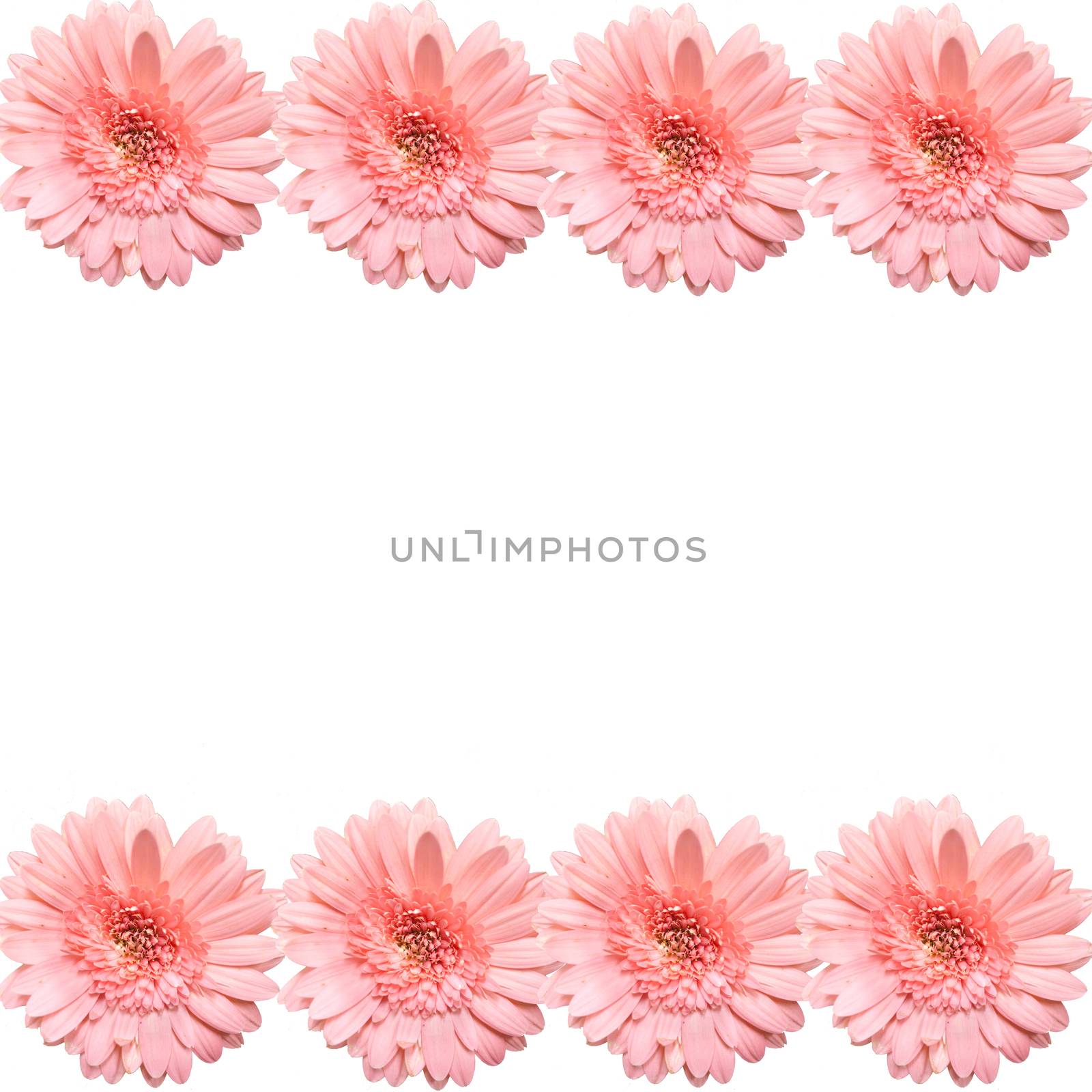 blooming beautiful pink flower isolated on white background by nopparats