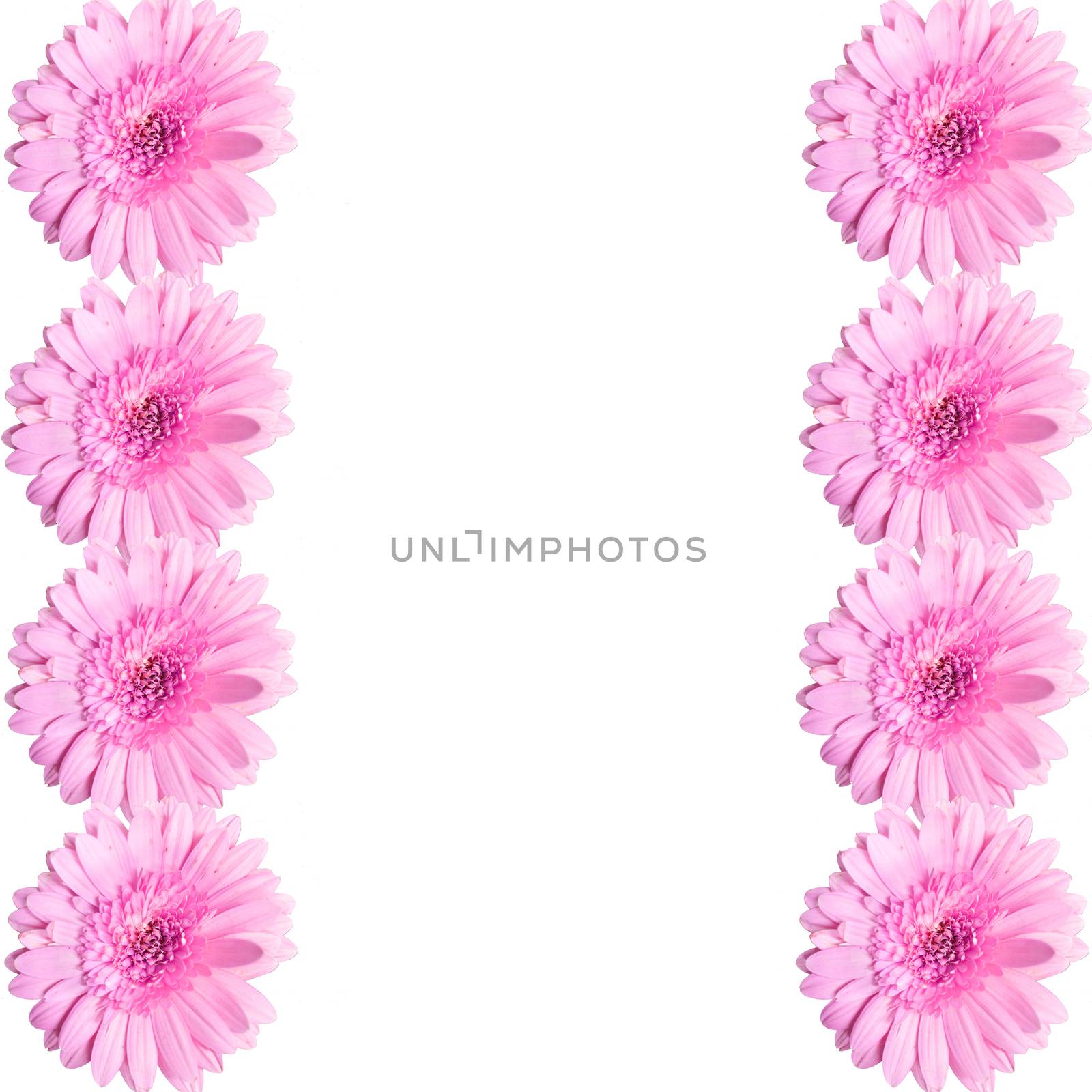 blooming beautiful pink flower isolated on white background .