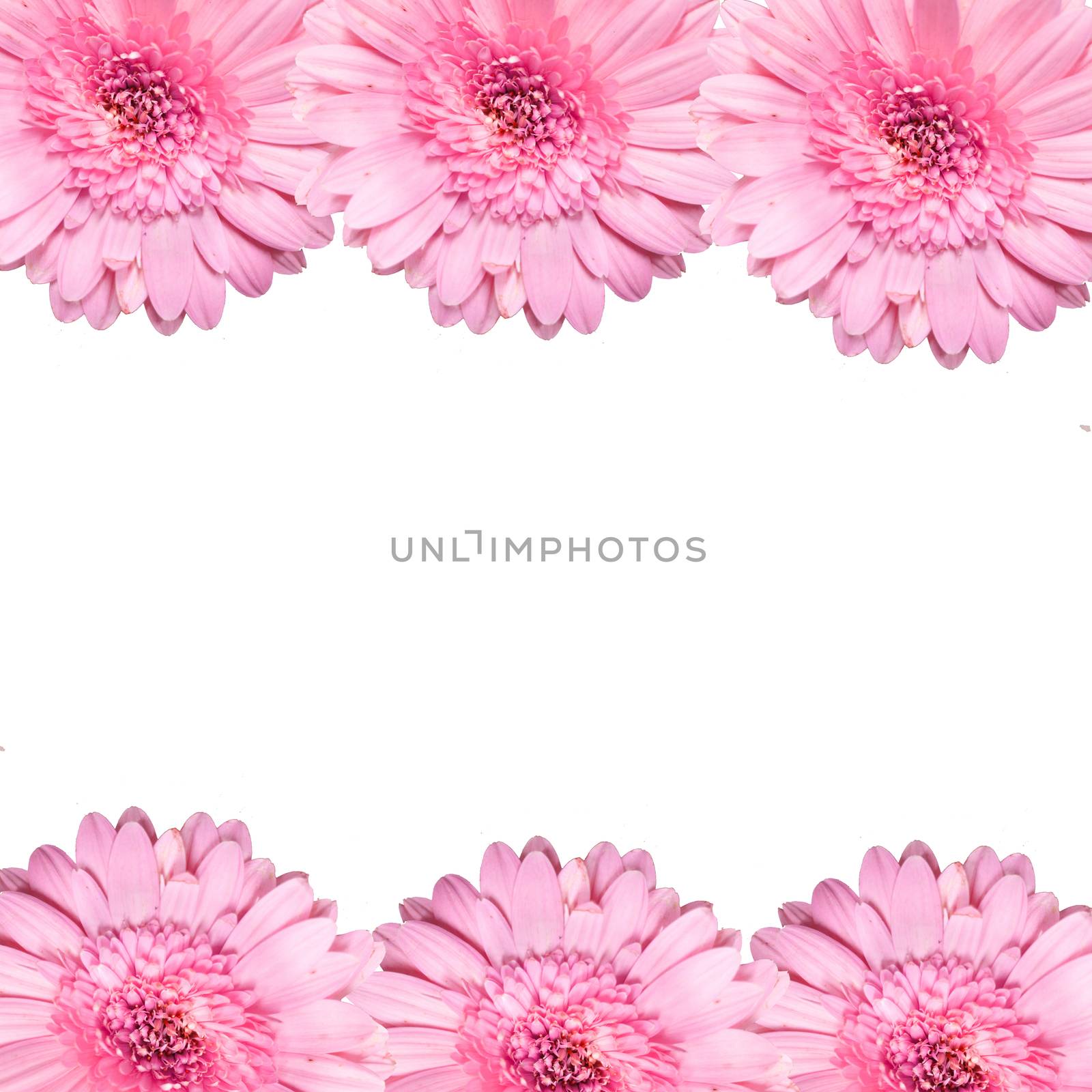 blooming beautiful pink flower isolated on white background .