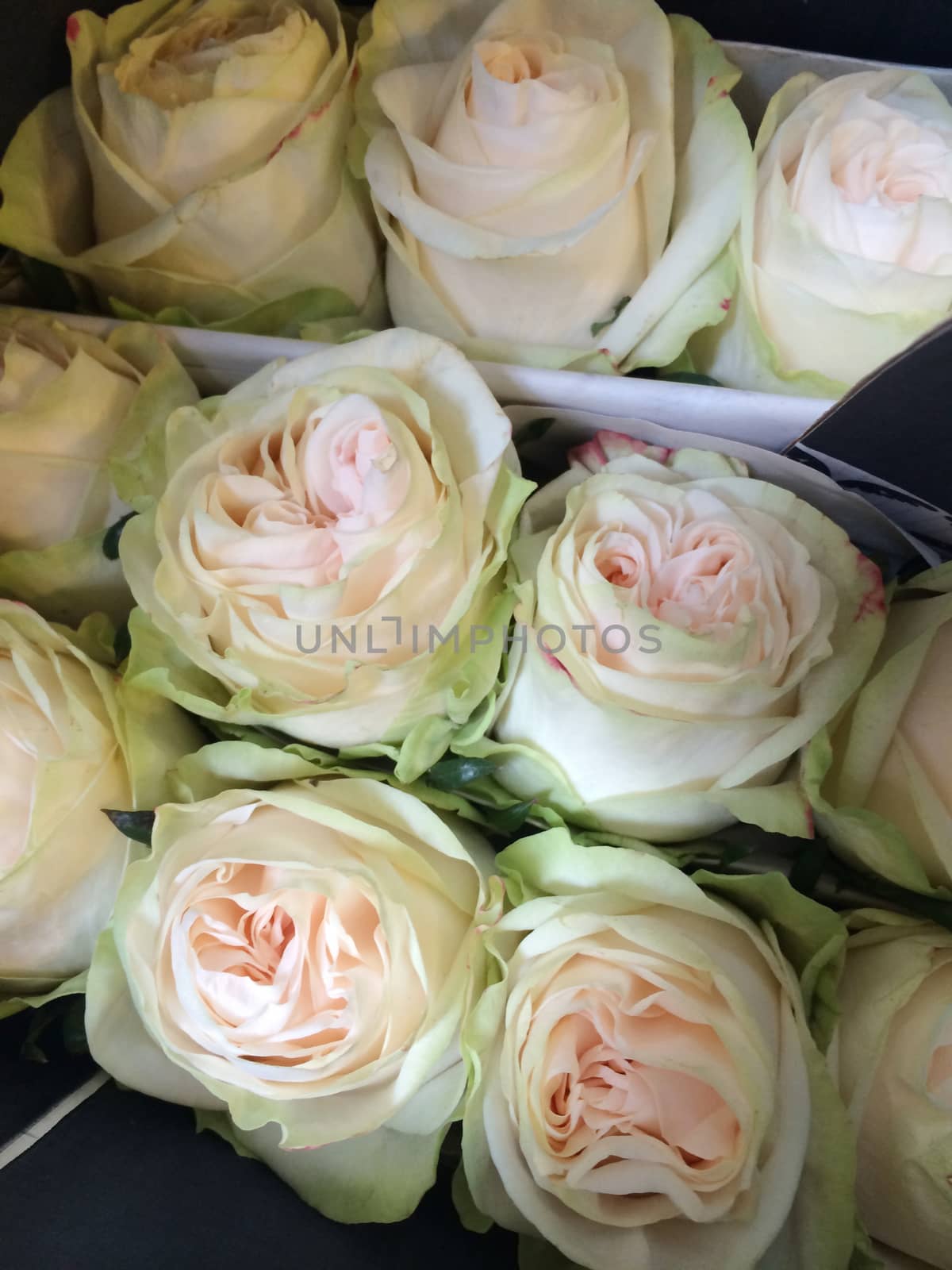 Light green and cream colored roses by mmm