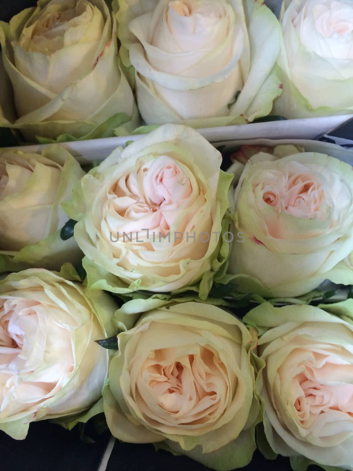 Close up of light green and cream colored roses bouquet