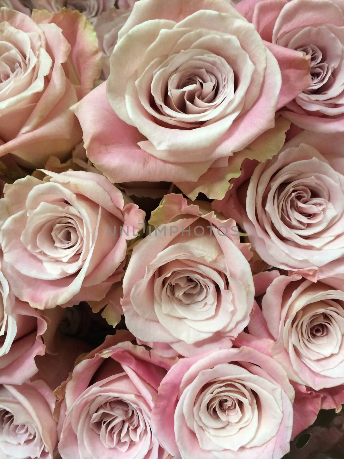 Close up of pink roses bouquet