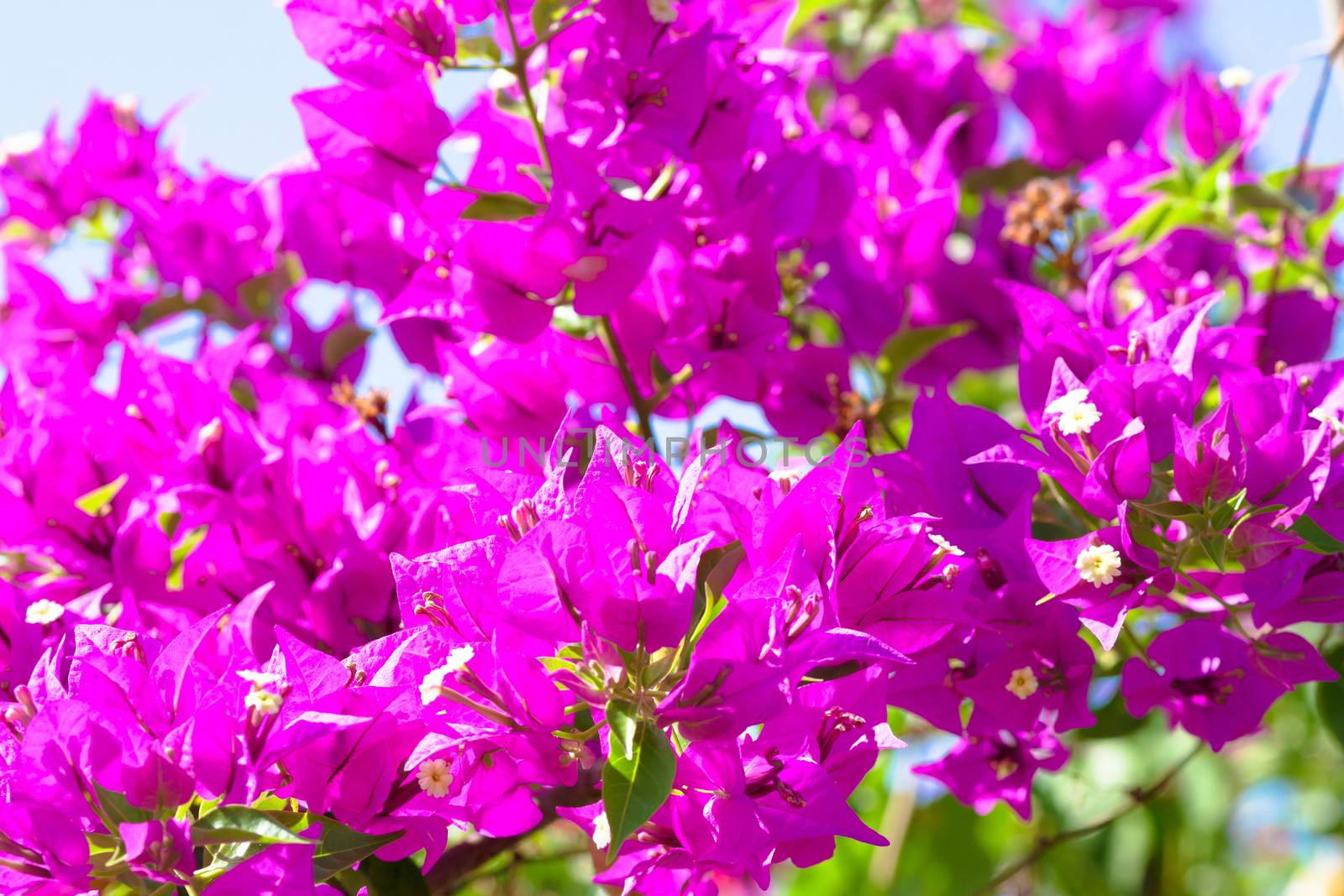 Pink blooming flower against the blue sky.