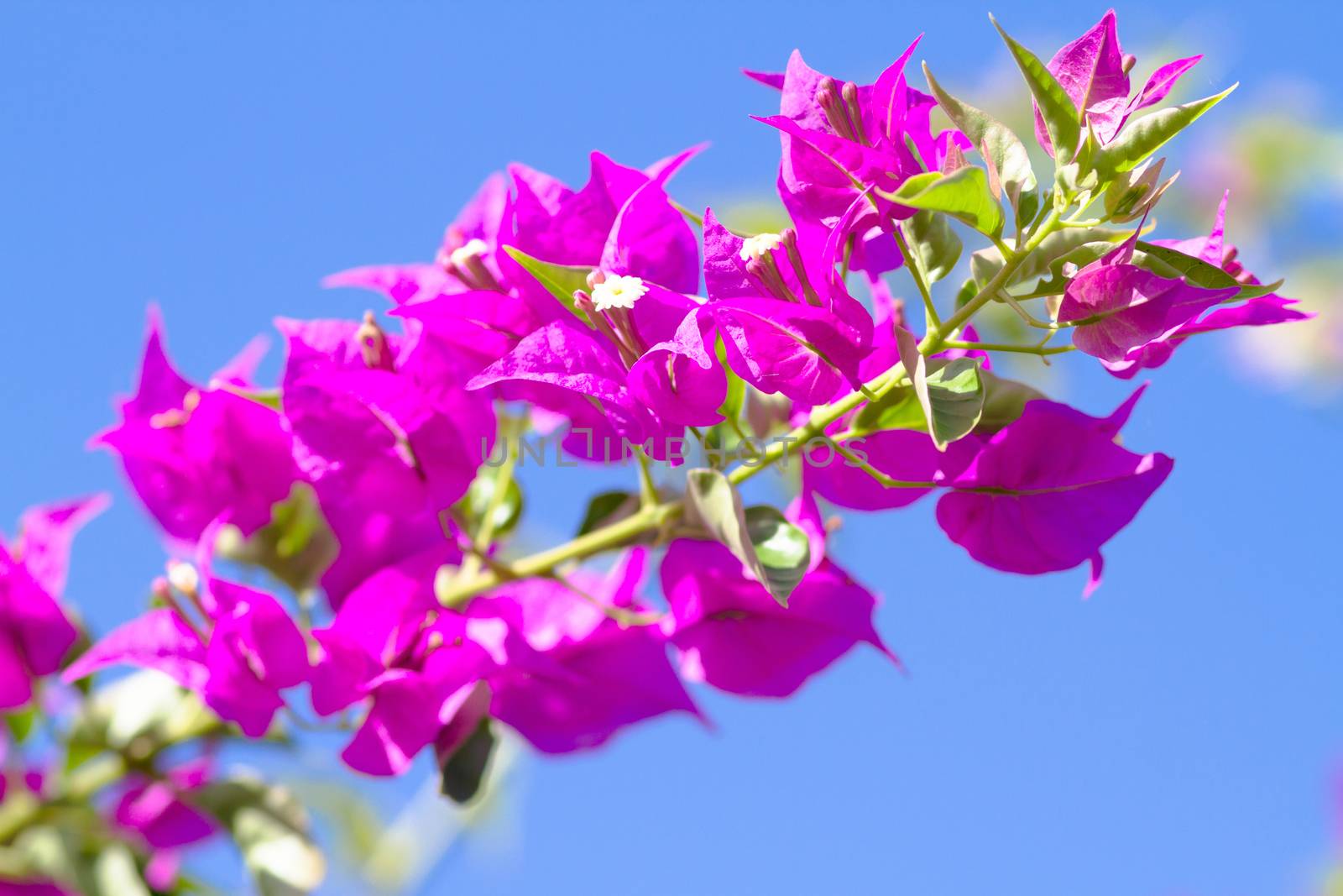 Pink blooming flower against the blue sky.