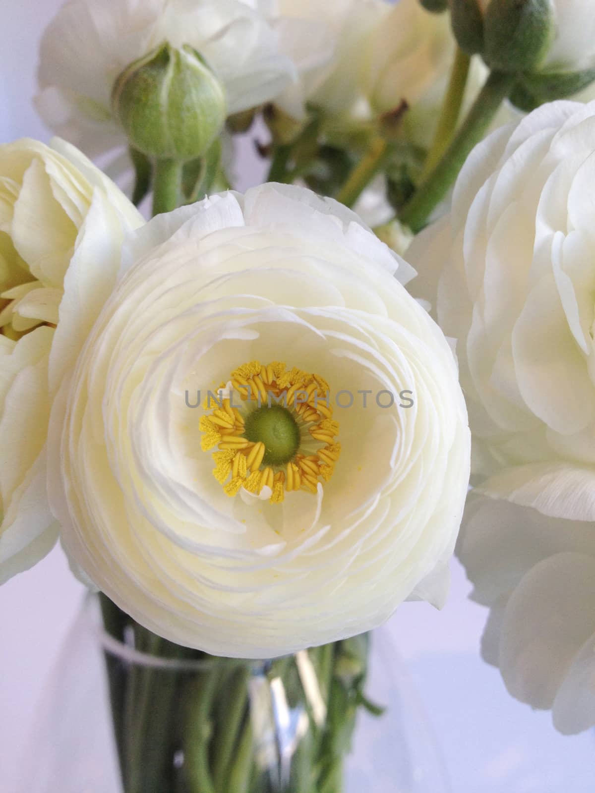 Bouquet of white ranunculus