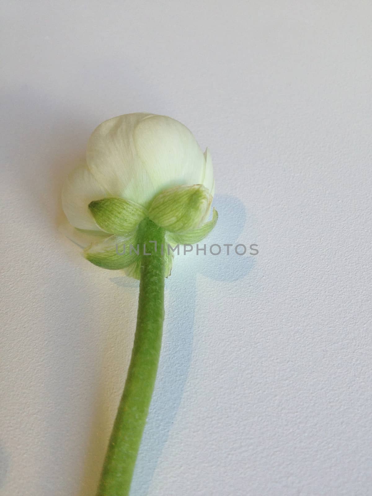 White ranunculus bud by mmm