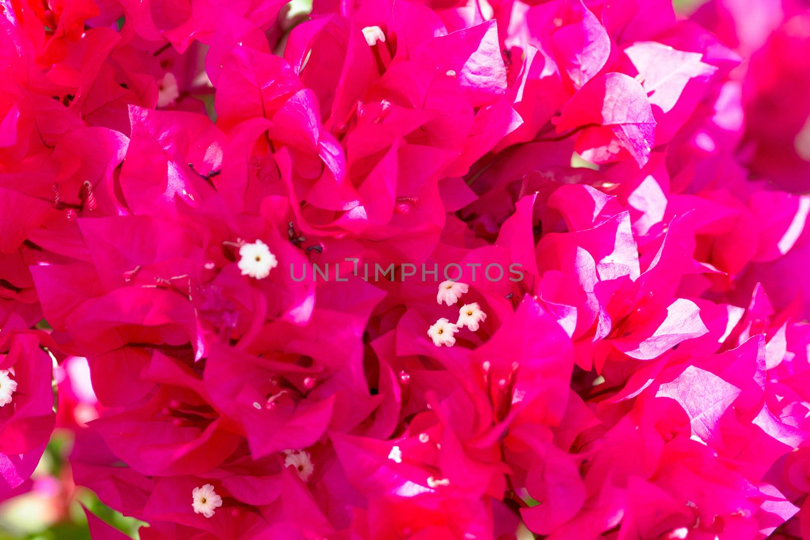 Pink blooming flower against the blue sky.