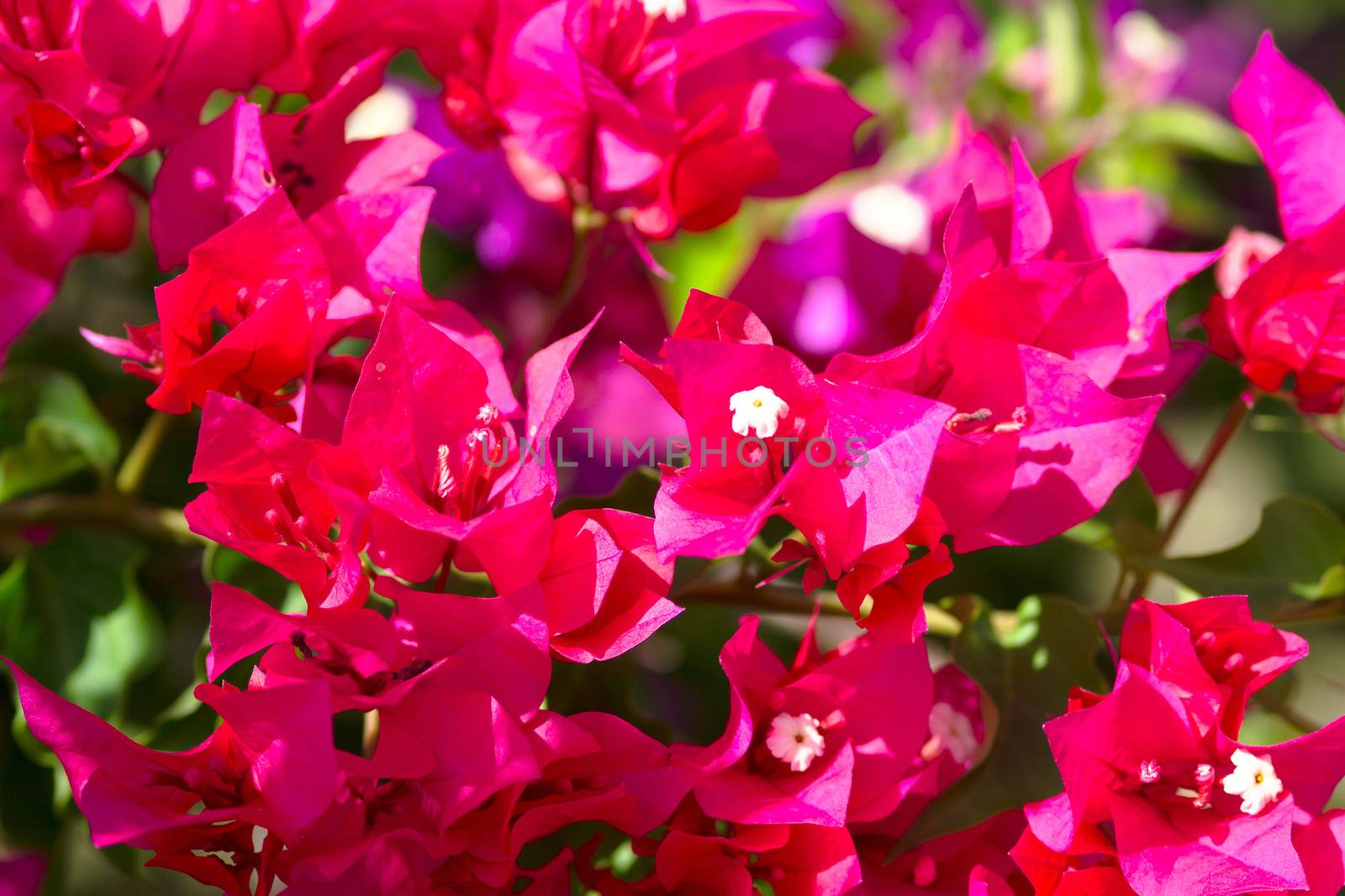 Pink blooming flower against the blue sky.