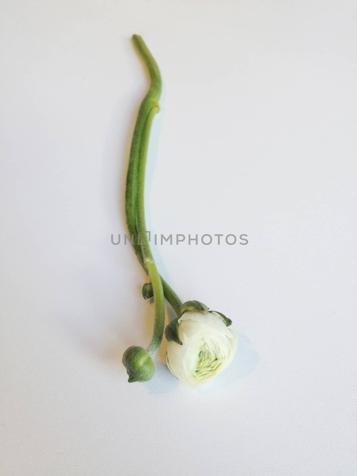 White ranunculus bud by mmm