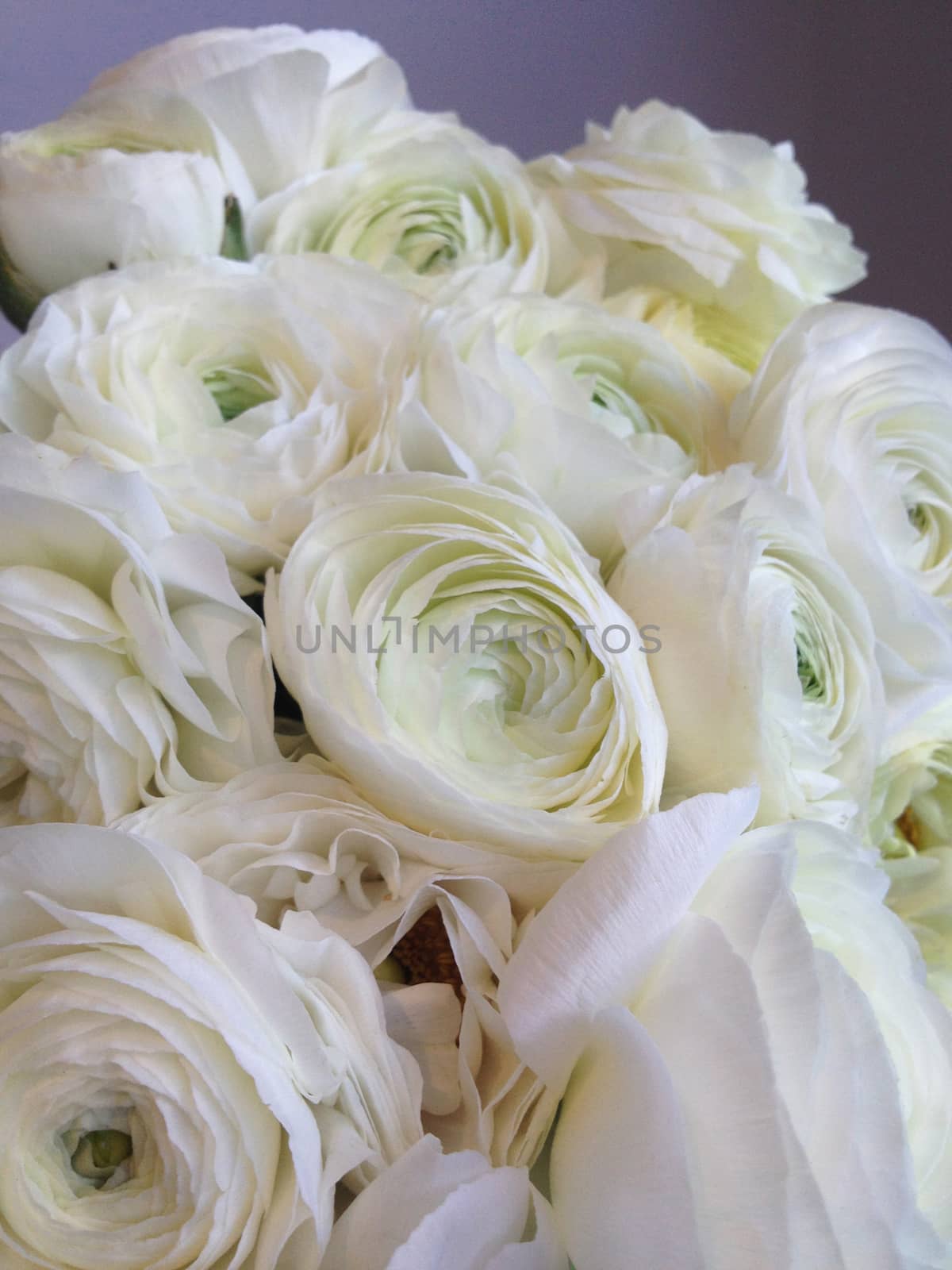 Bouquet of ranunculus by mmm