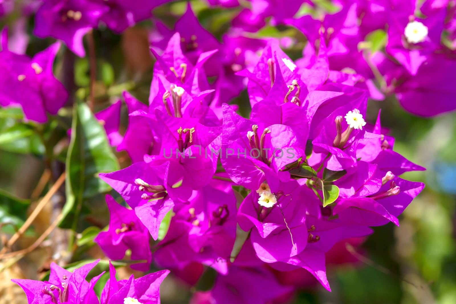 Pink blooming flower against the blue sky.