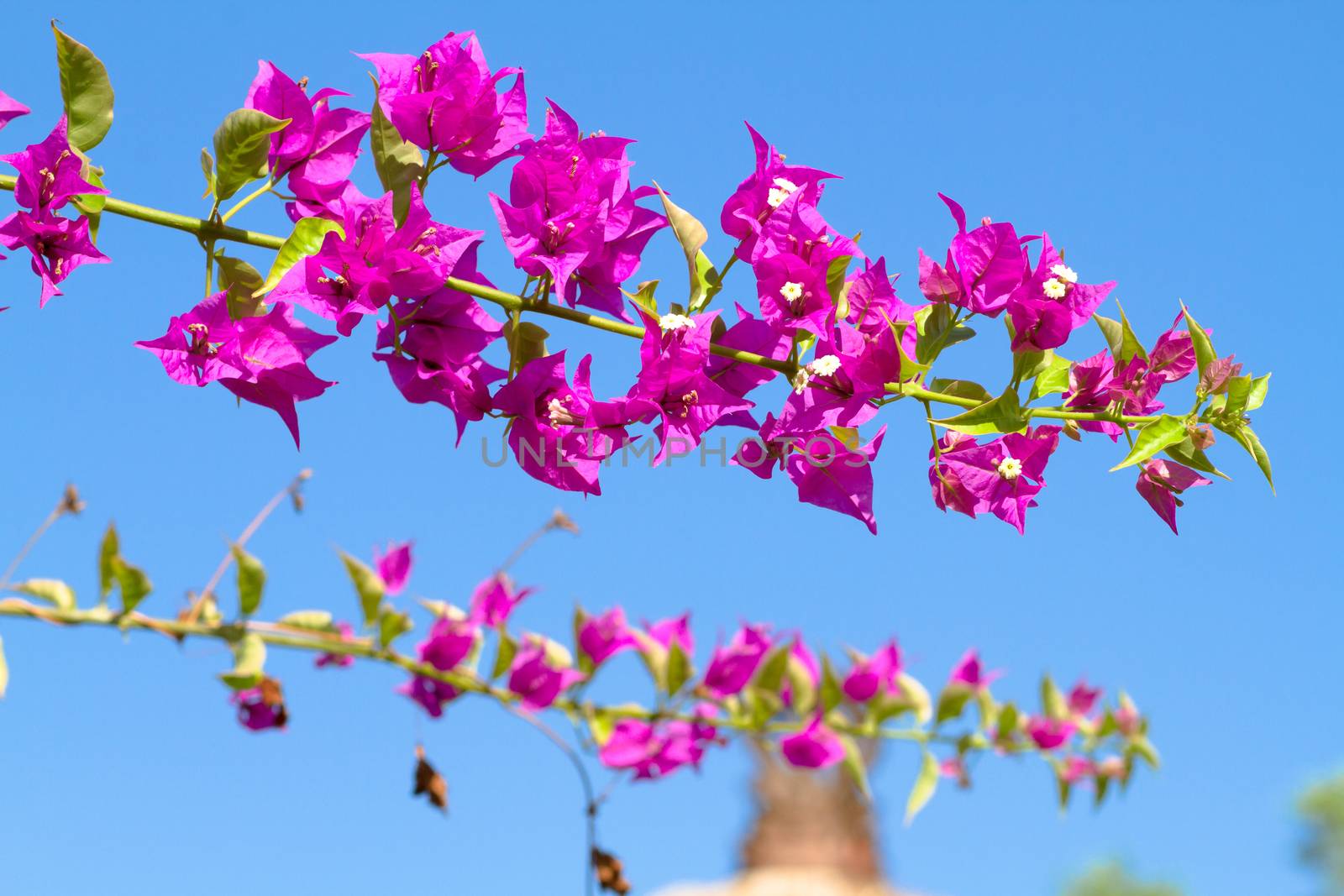 Pink blooming flower against the blue sky.