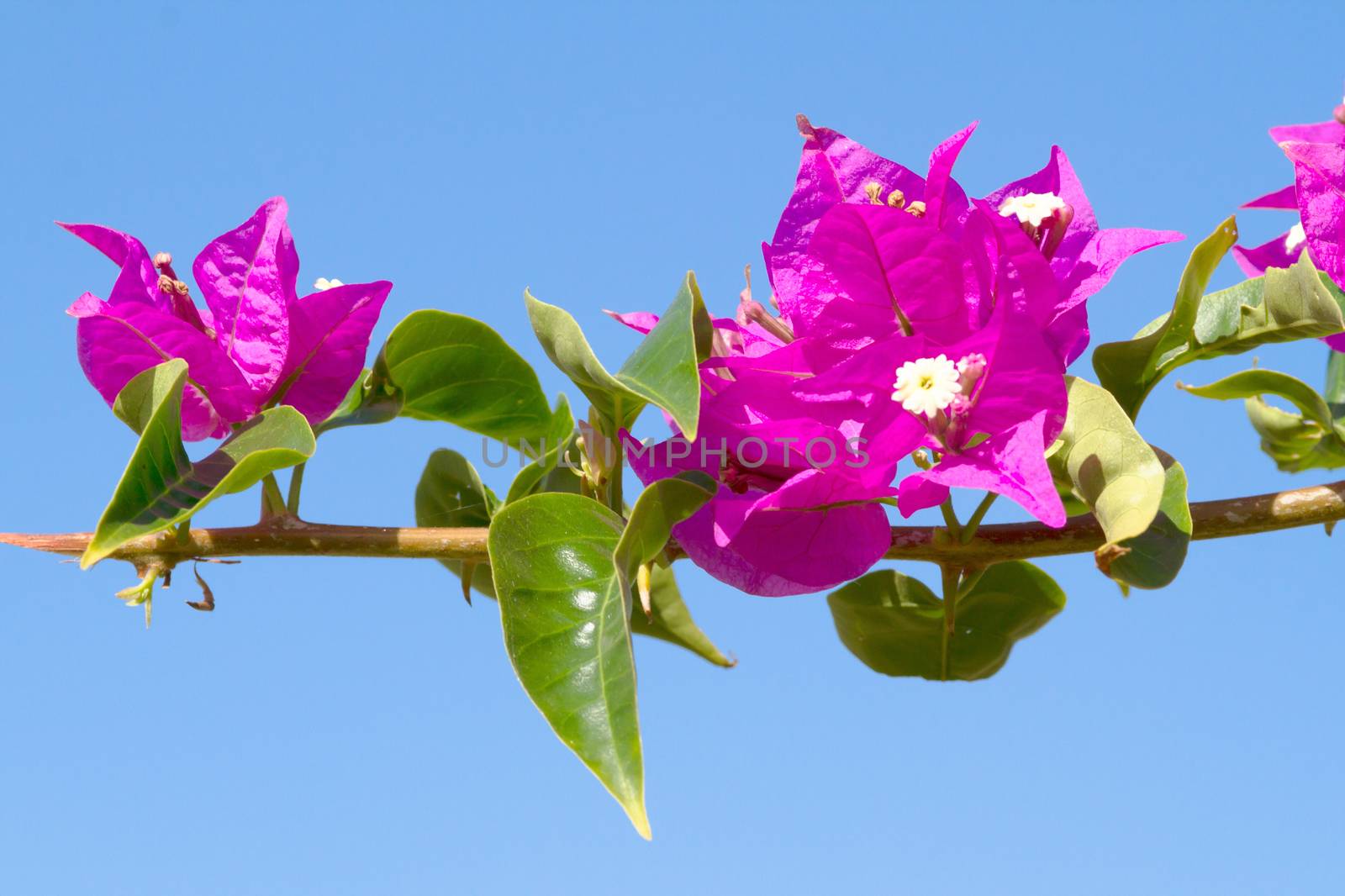 Pink blooming flower against the blue sky.