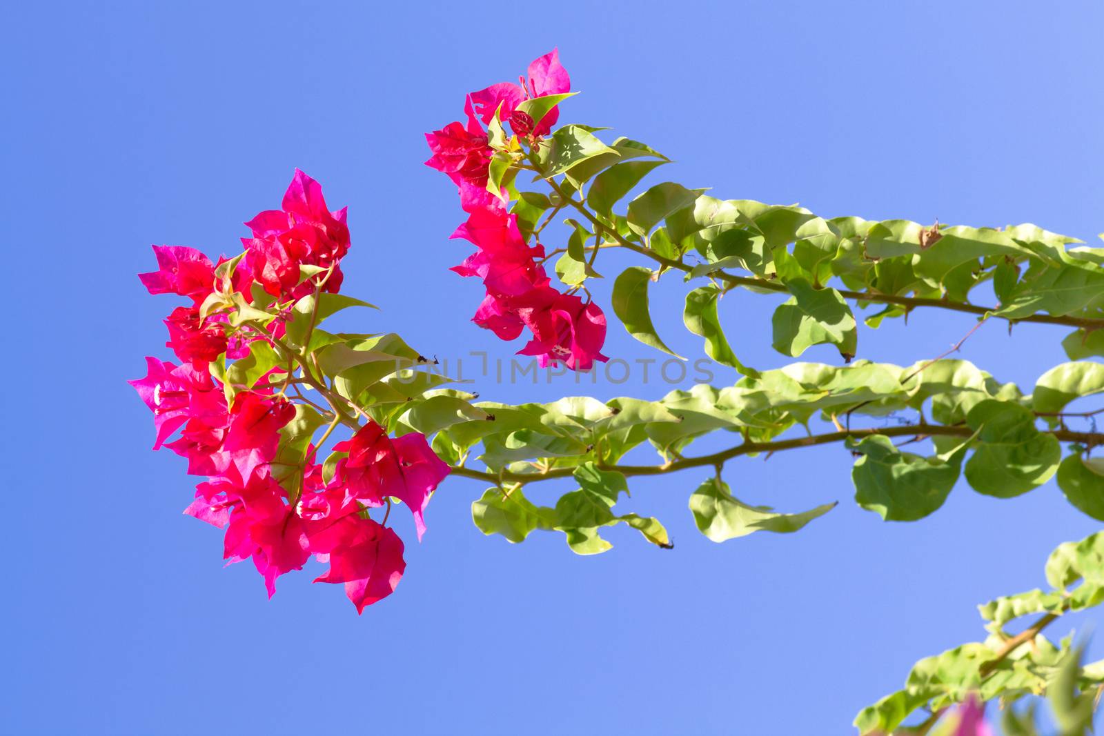 Pink blooming flower against the blue sky.