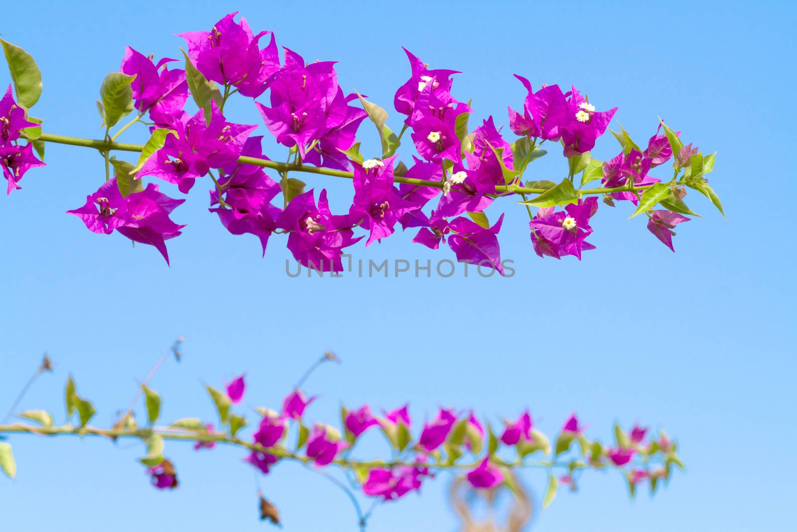 Pink blooming flower against the blue sky.