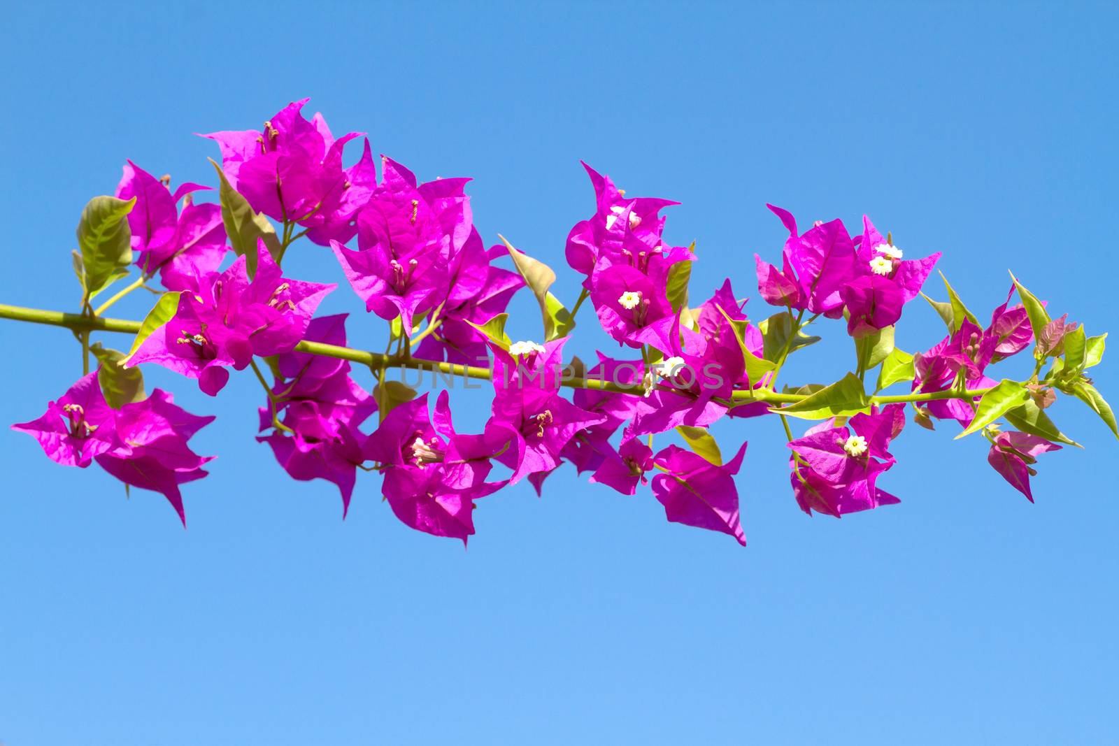 Pink blooming flower against the blue sky.