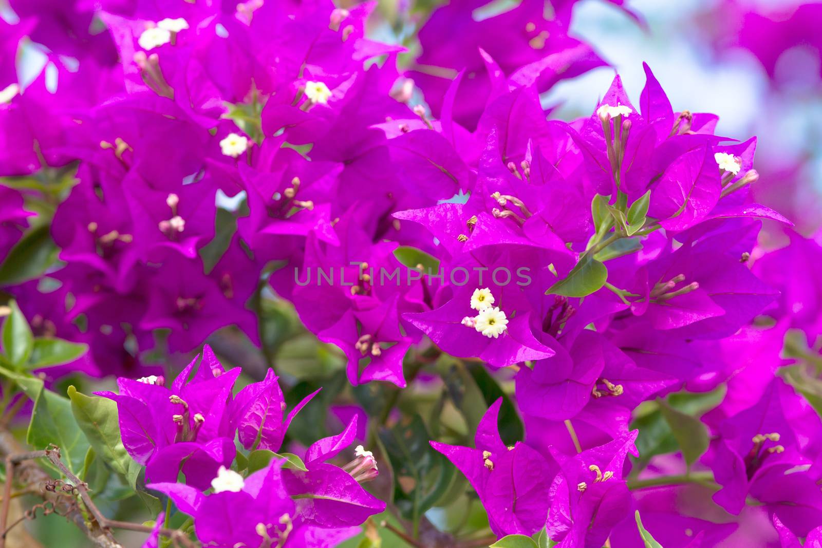 Pink blooming flower against the blue sky.