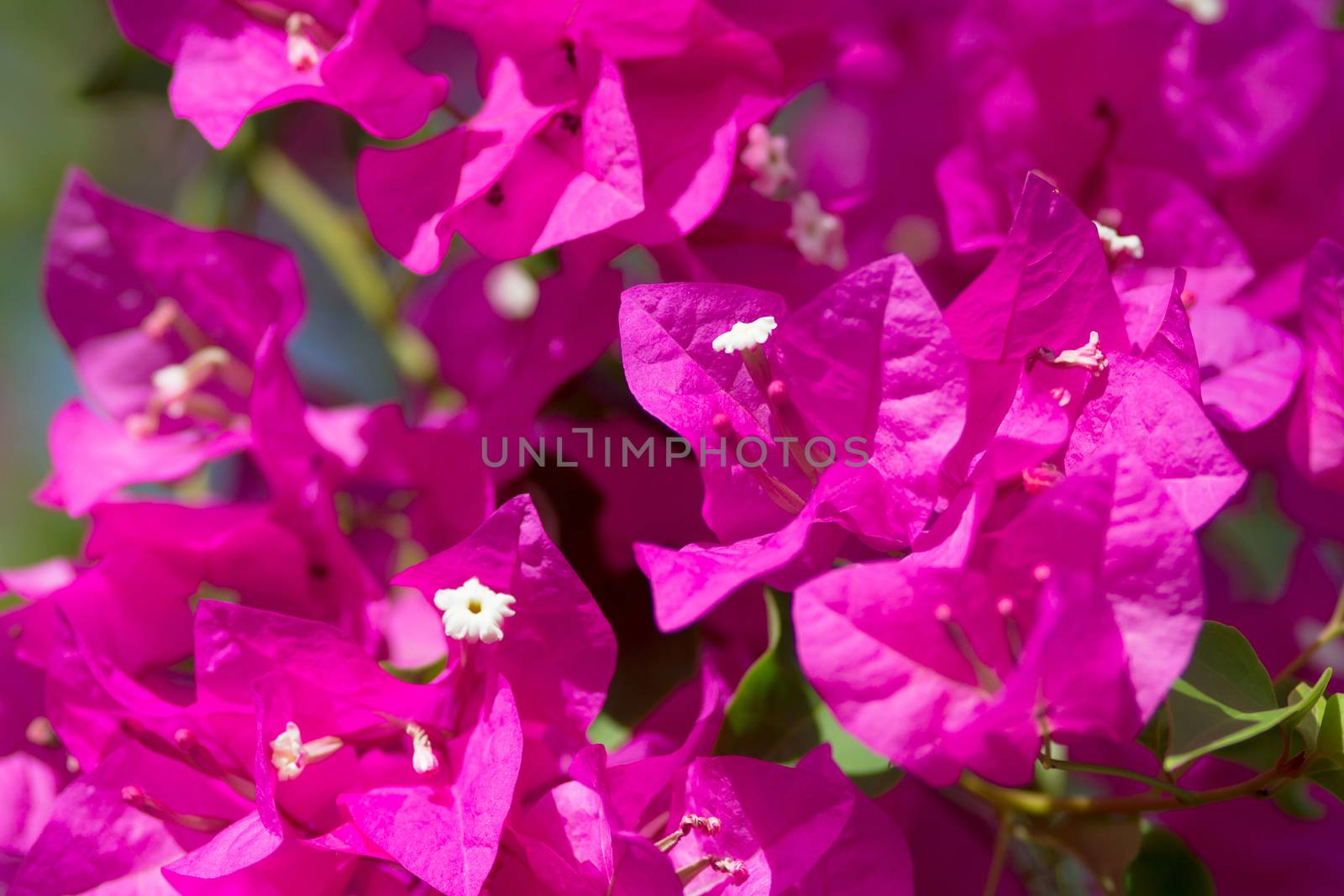 Pink blooming flower against the blue sky.
