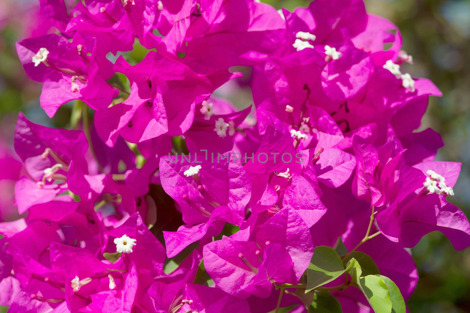 Pink blooming flower against the blue sky.