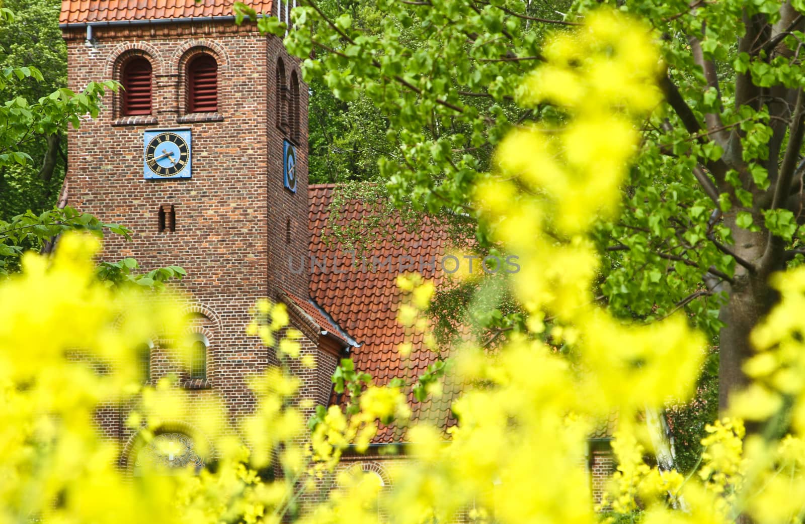 Church in Dennmark in a nature landscape with rapse