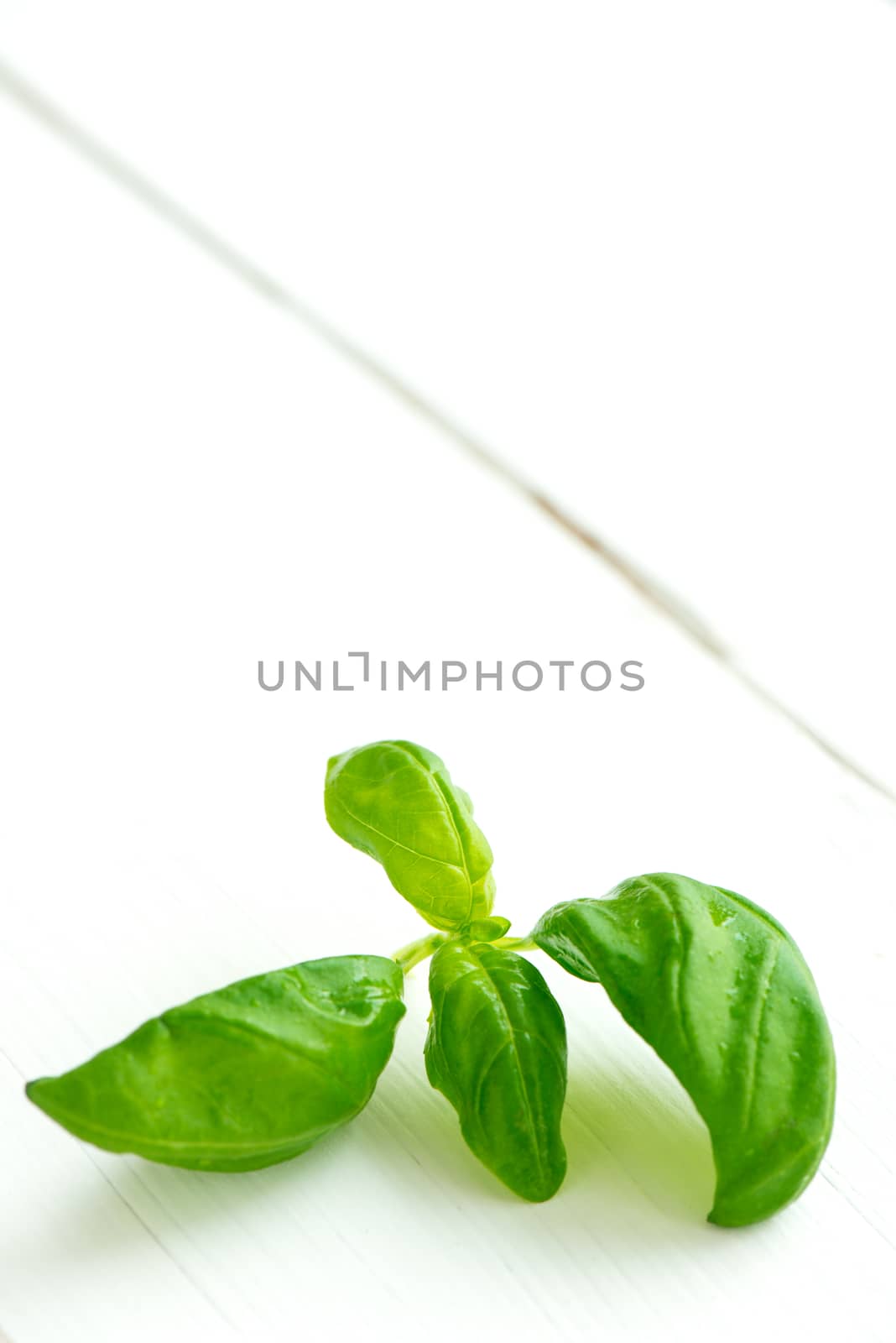 Fresh green basil on white wooden table by Nanisimova