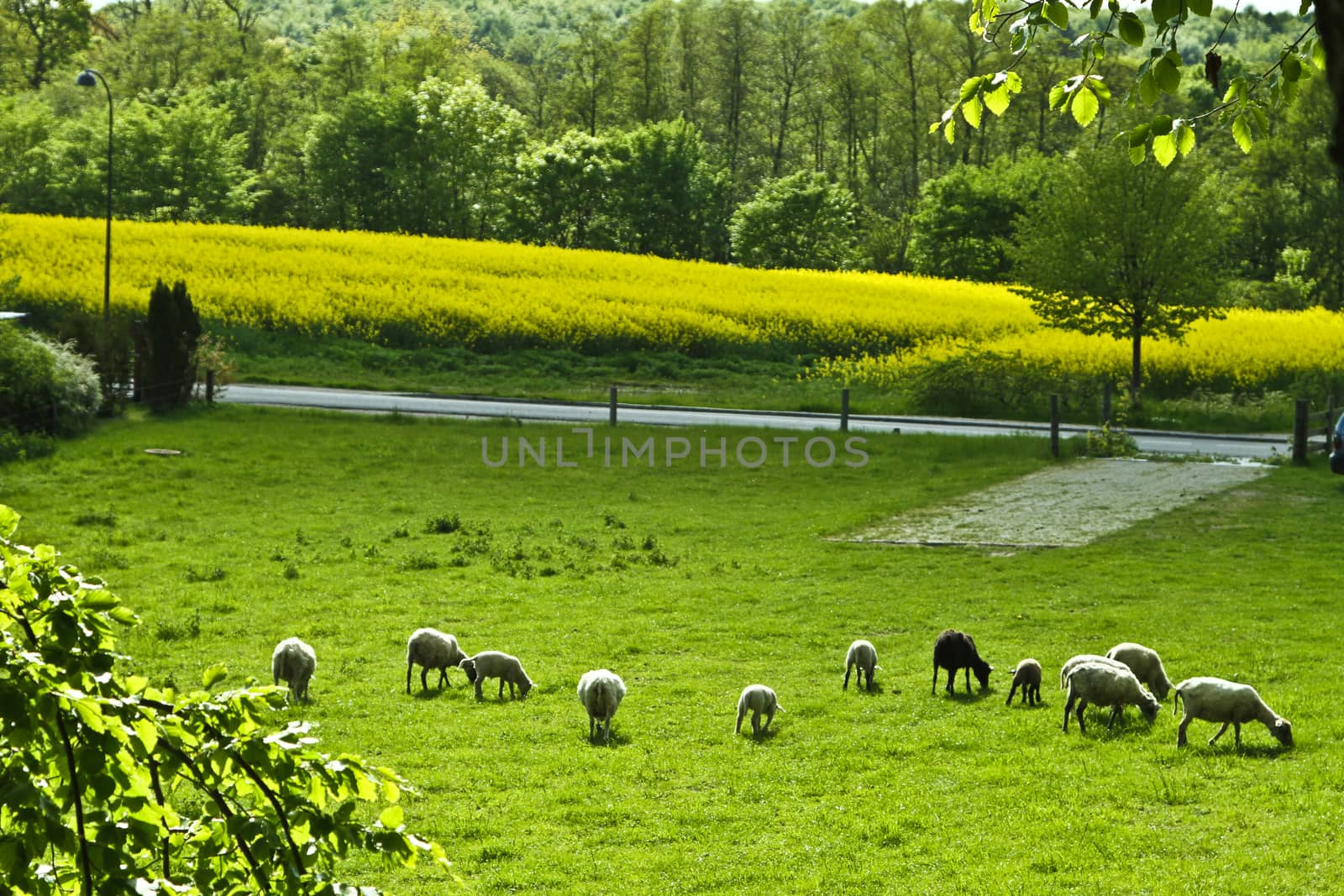Sheeps on a field in denamrk in spring