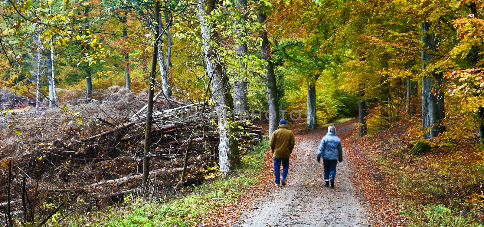 Colorful forest in autumn in denmark in the daytime