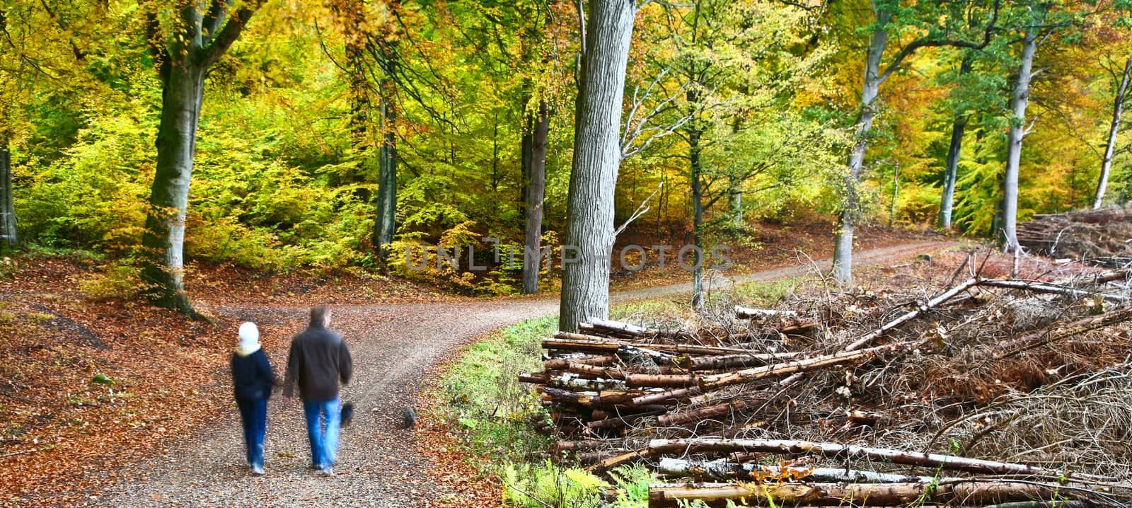 Colorful forest in autumn in denmark in the daytime