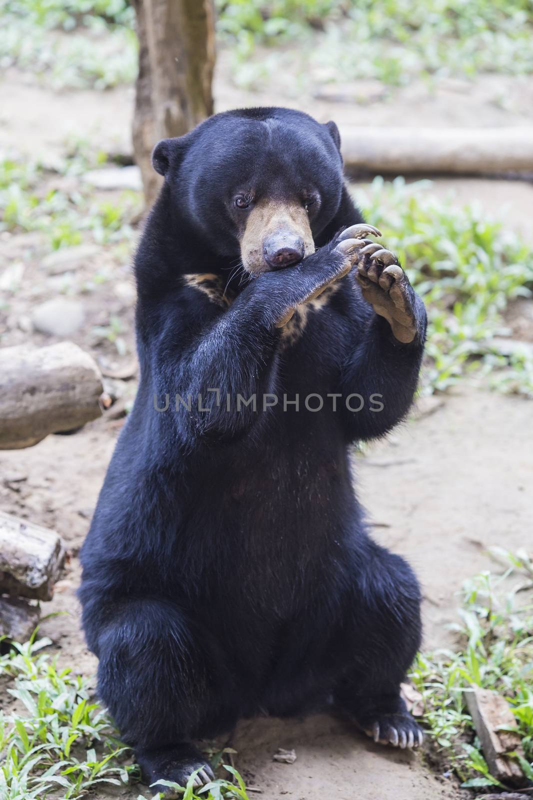 Malayan sun bear seat around the nature 