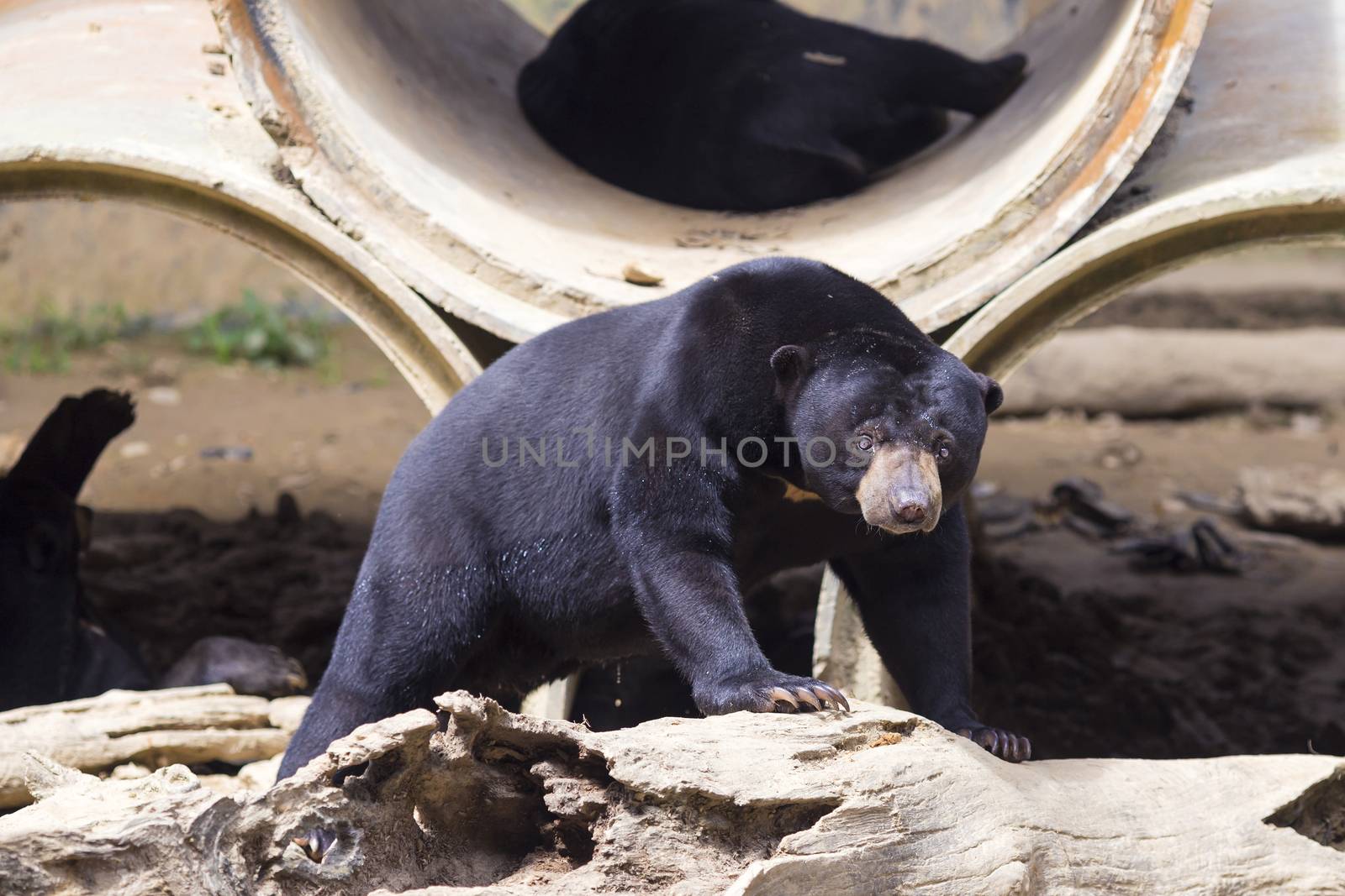 Malayan sun bear seat around the nature 