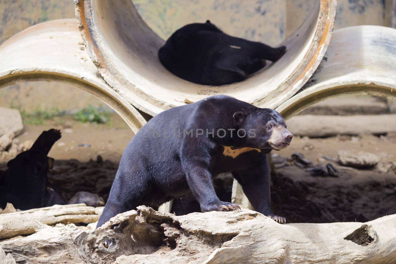 Malayan sun bear seat around the nature 