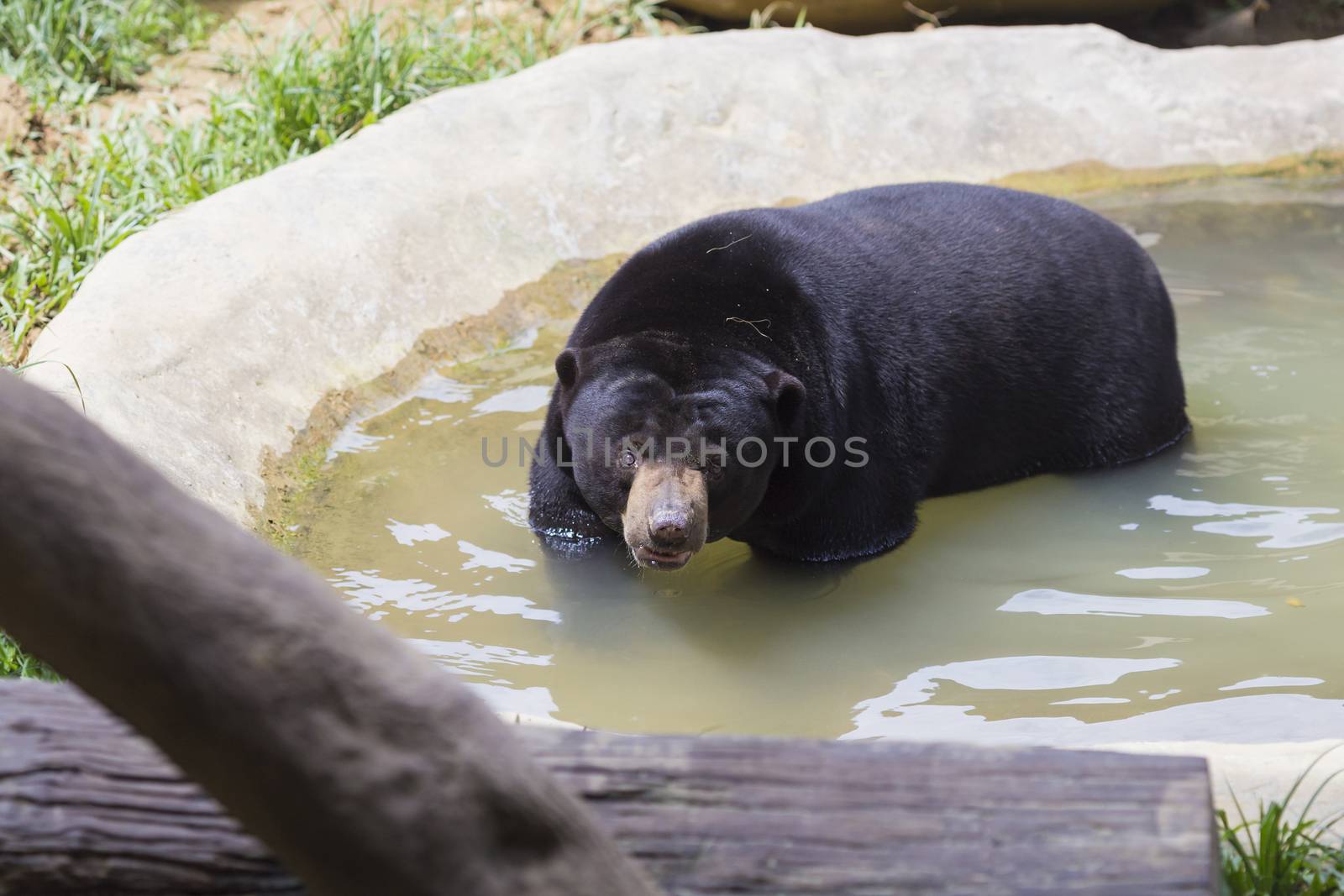 Malayan sun bear seat around the nature 