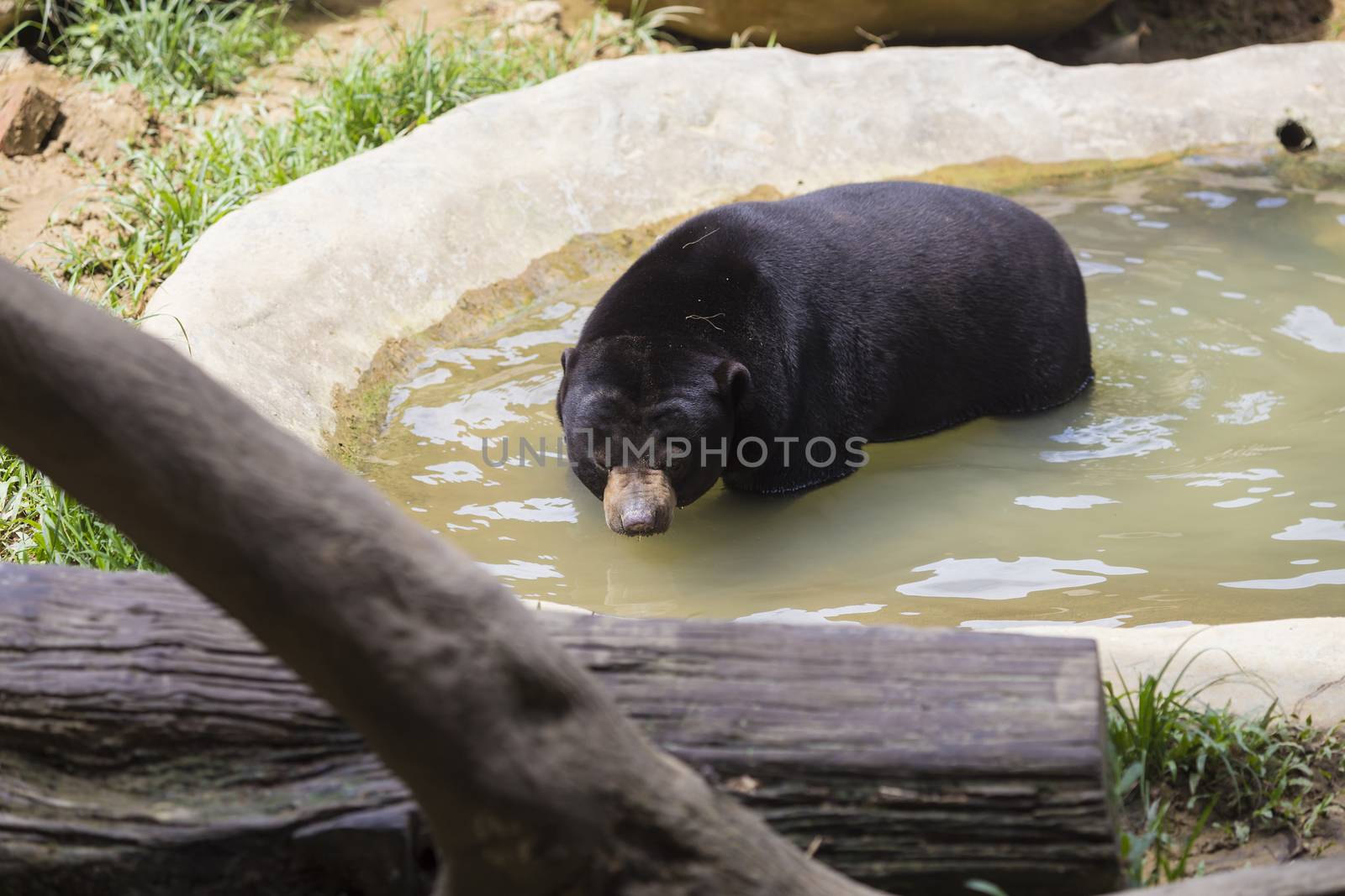 Malayan sun bear seat around the nature 