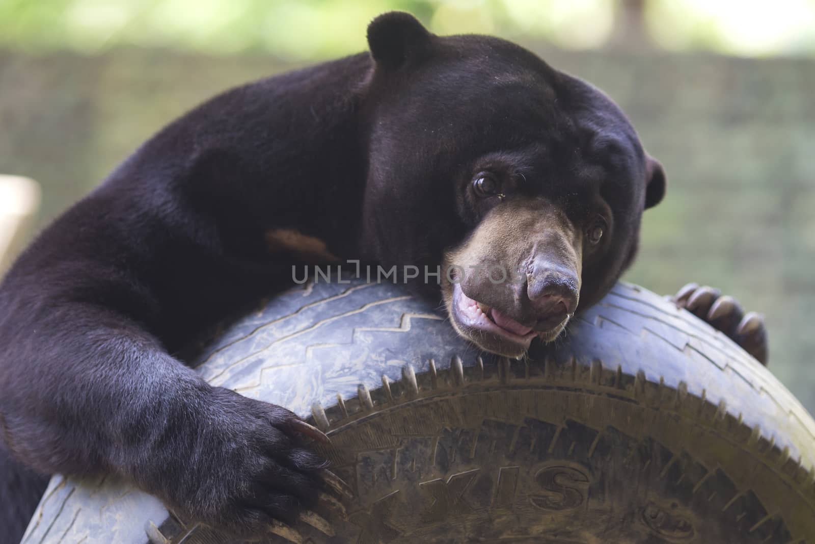 Malayan sun bear