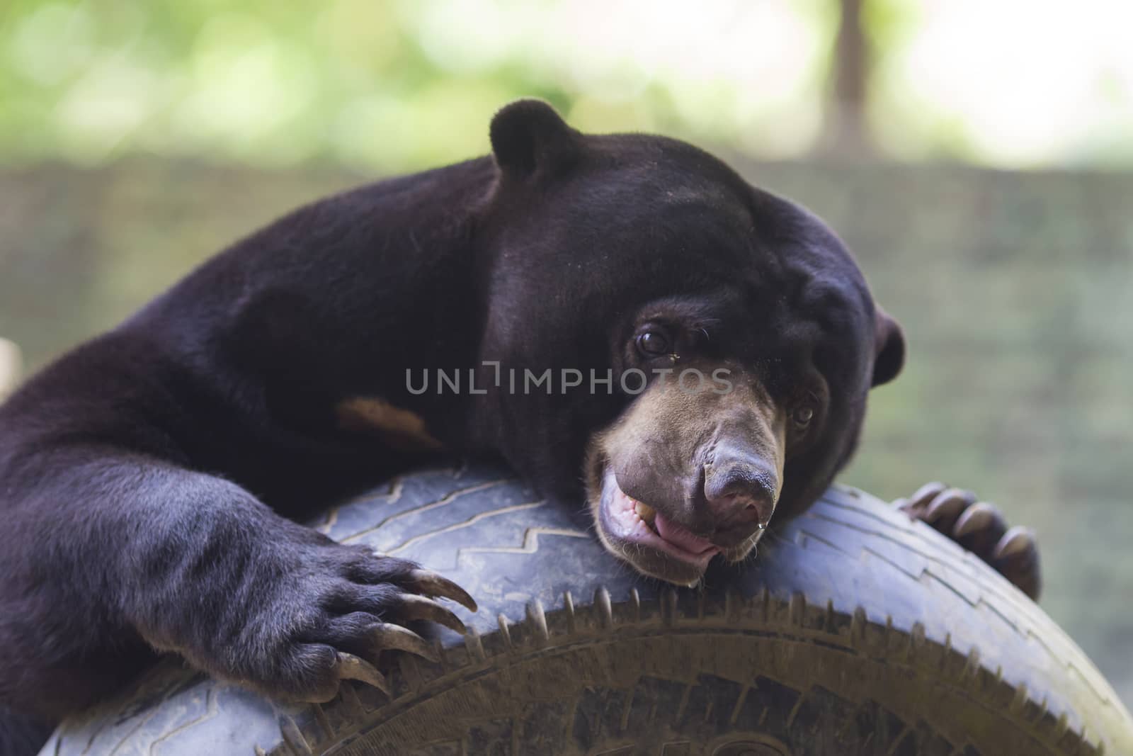 Malayan sun bear