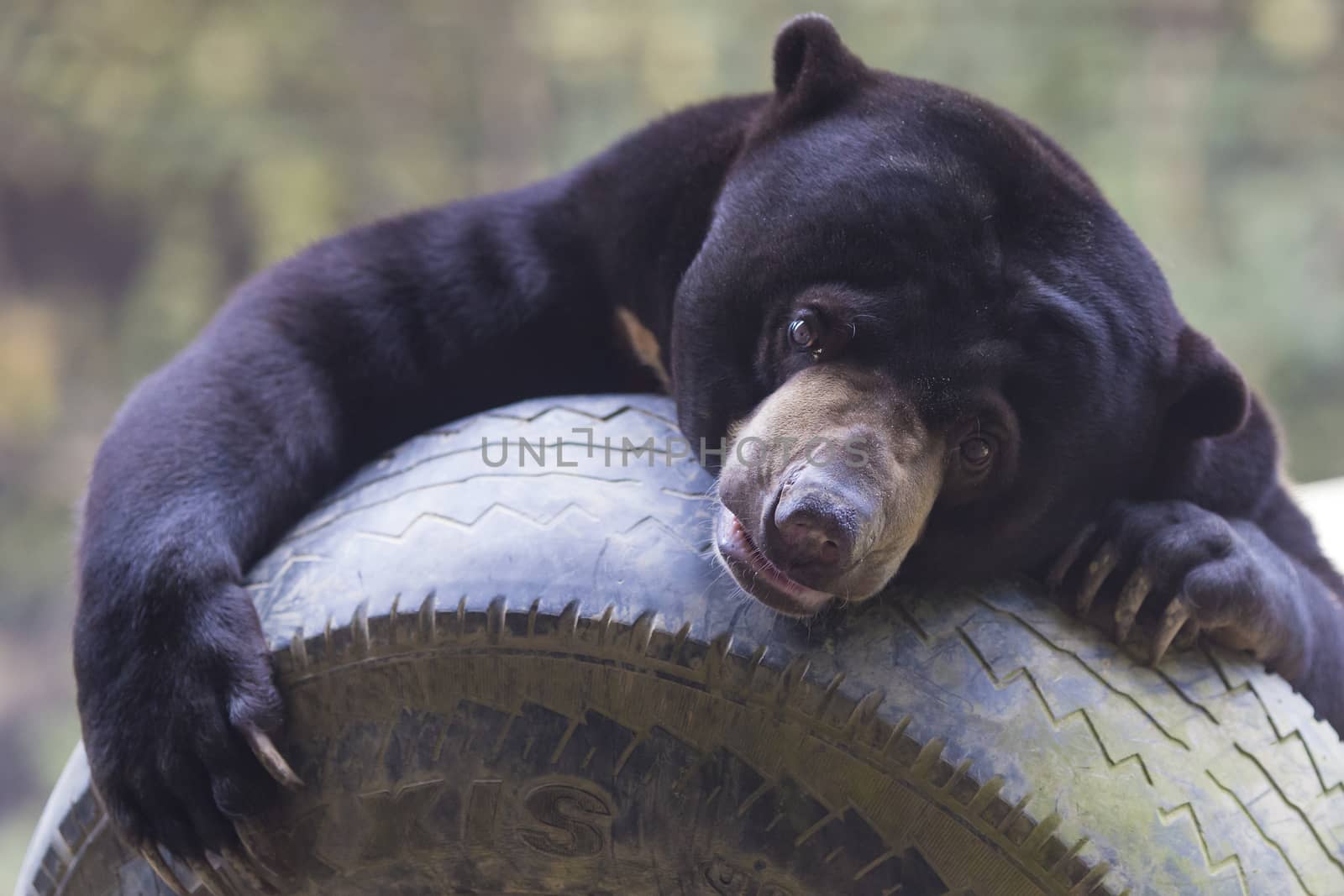 Malayan sun bear