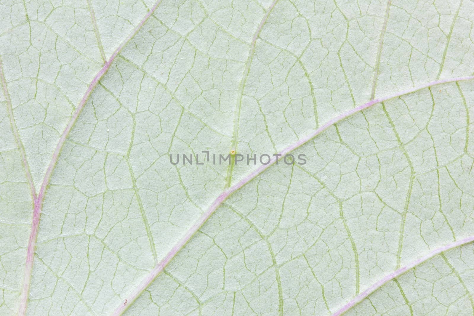 Abstract green leaf texture for background.