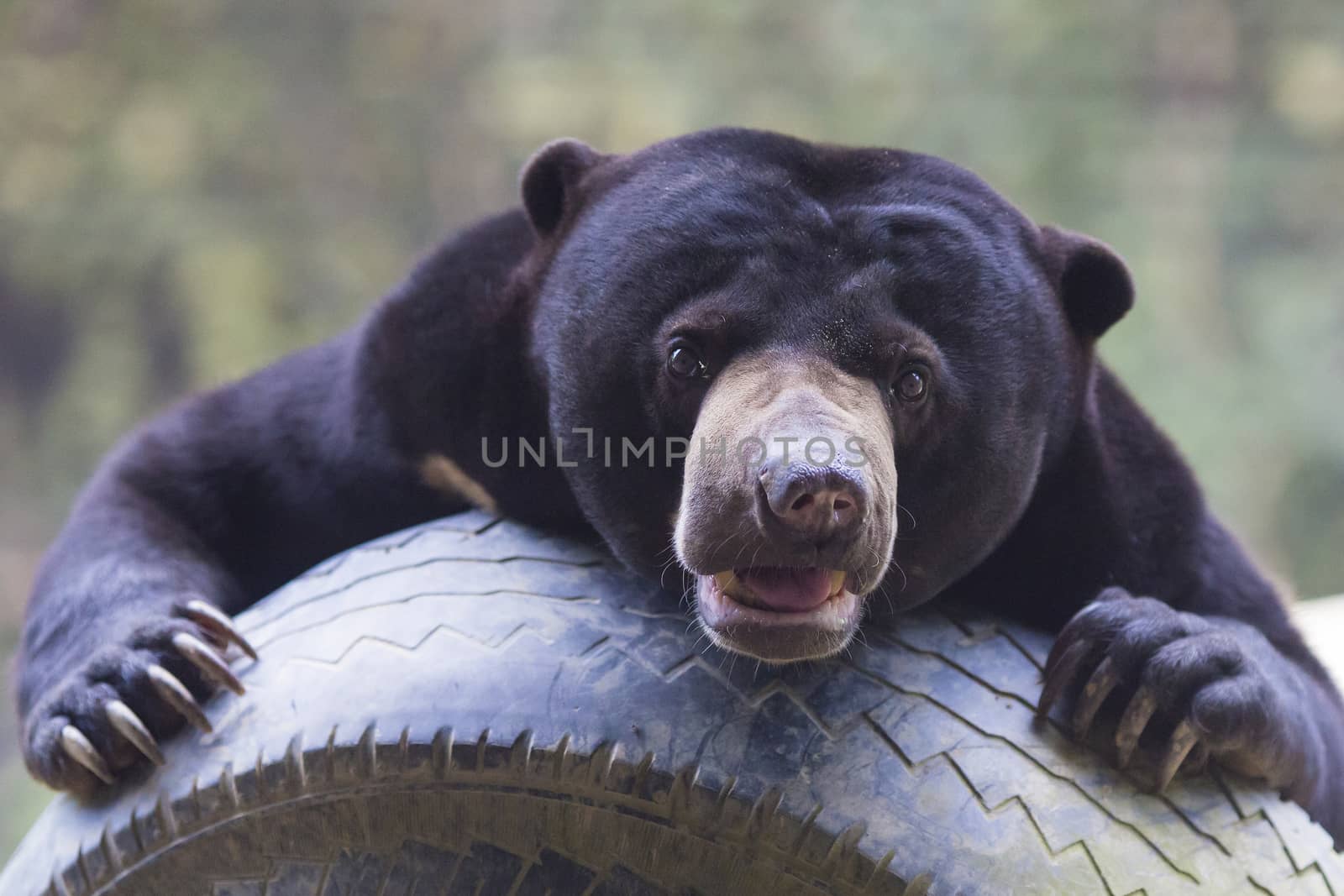 Malayan sun bear