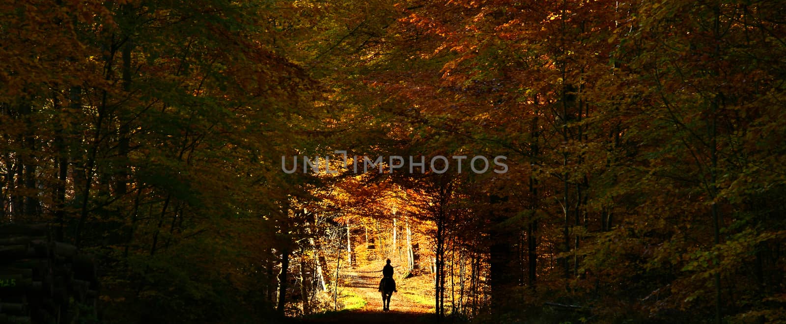 Colorful forest in autumn in denmark in the daytime
