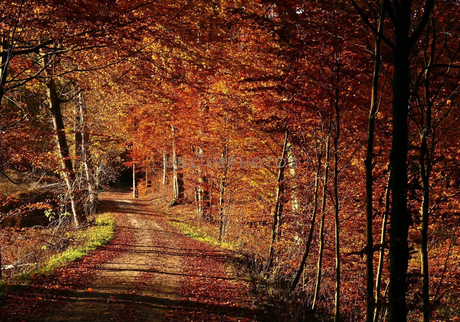 Colorful forest in autumn in denmark in the daytime