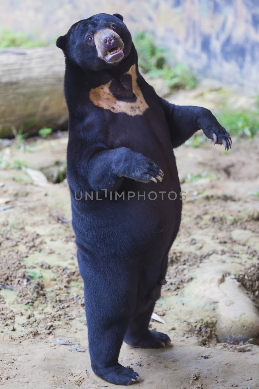 Malayan sun bear