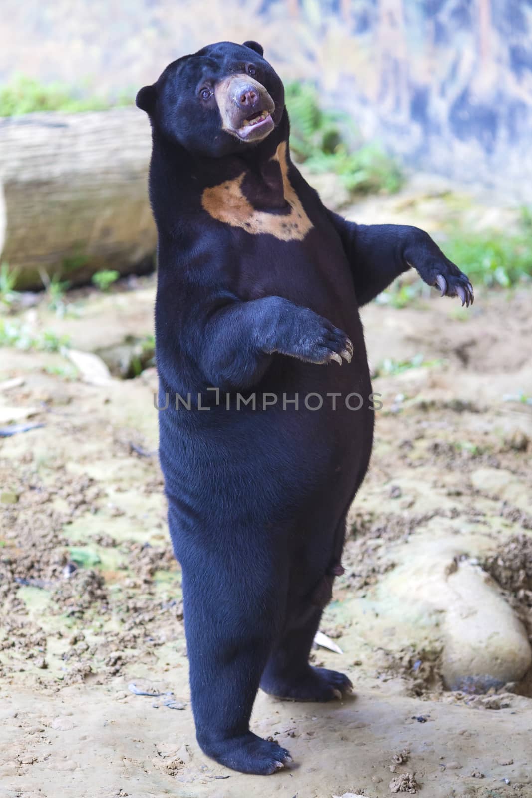 Malayan sun bear