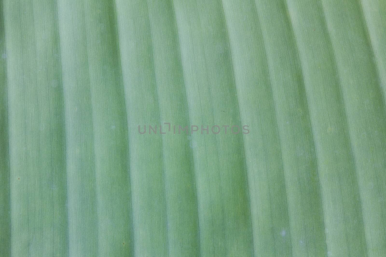 Green banana leaf background abstract, texture